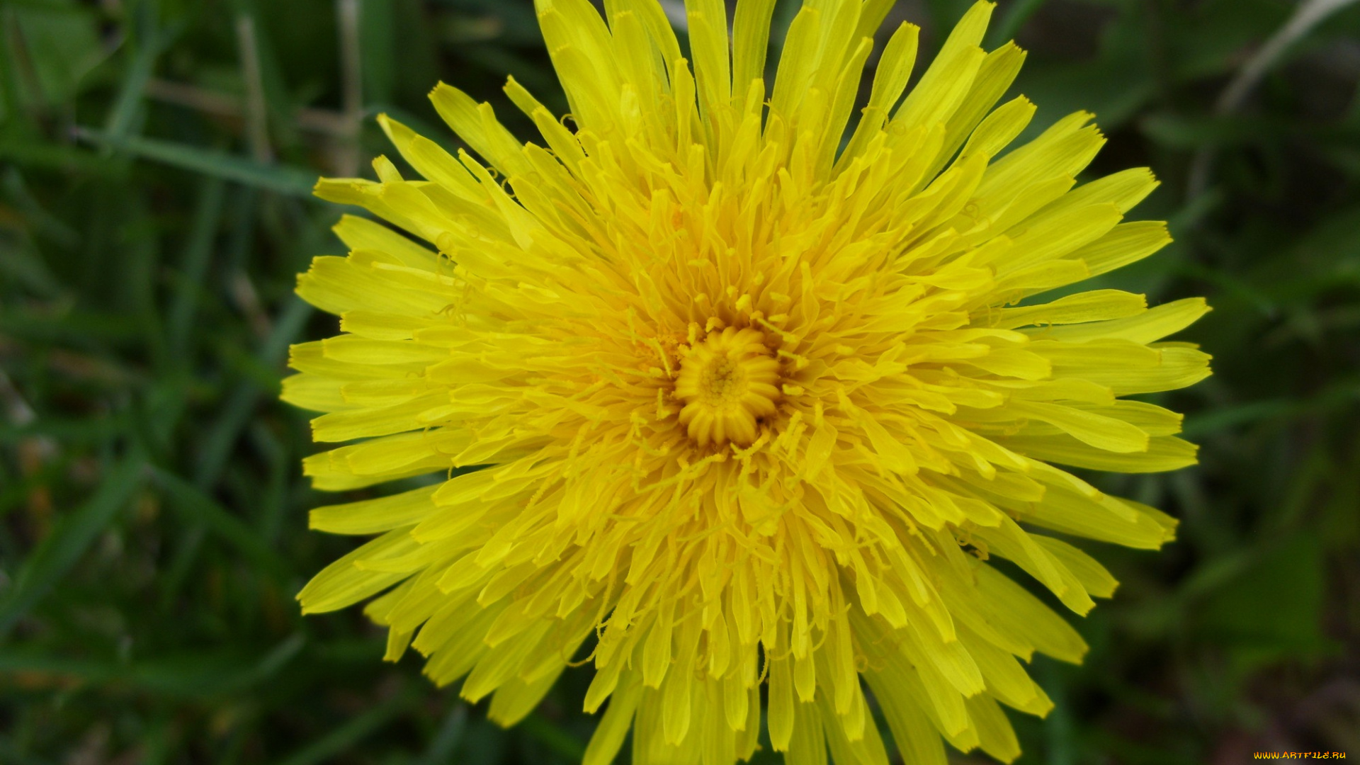 цветы, одуванчики