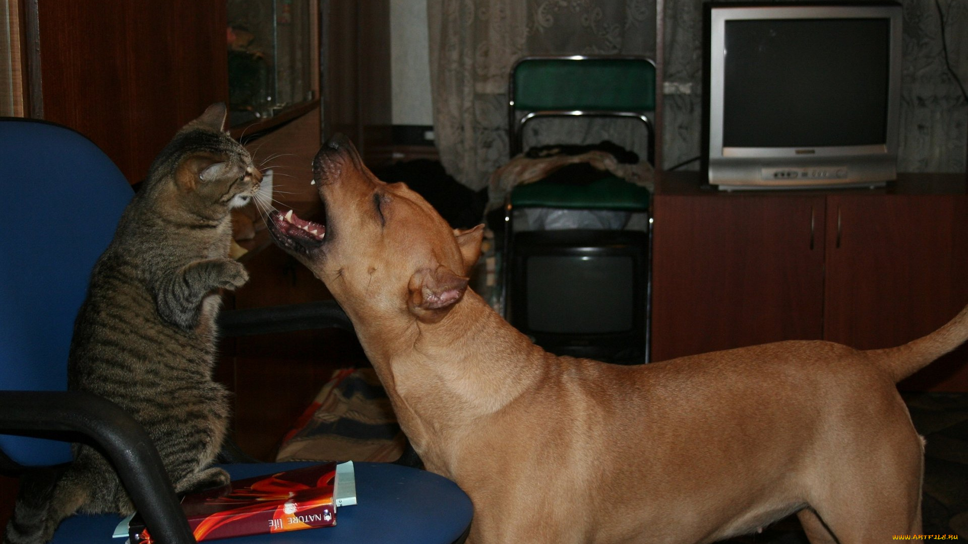 животные, разные, вместе