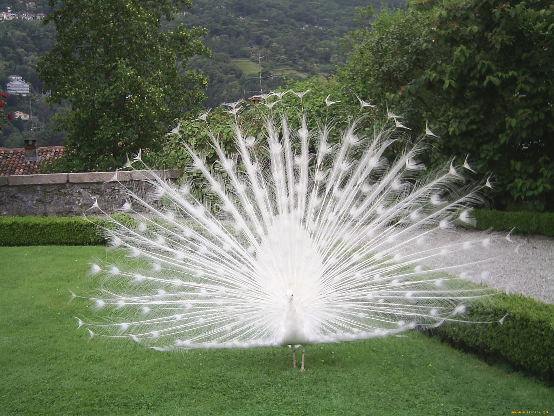 животные, павлины