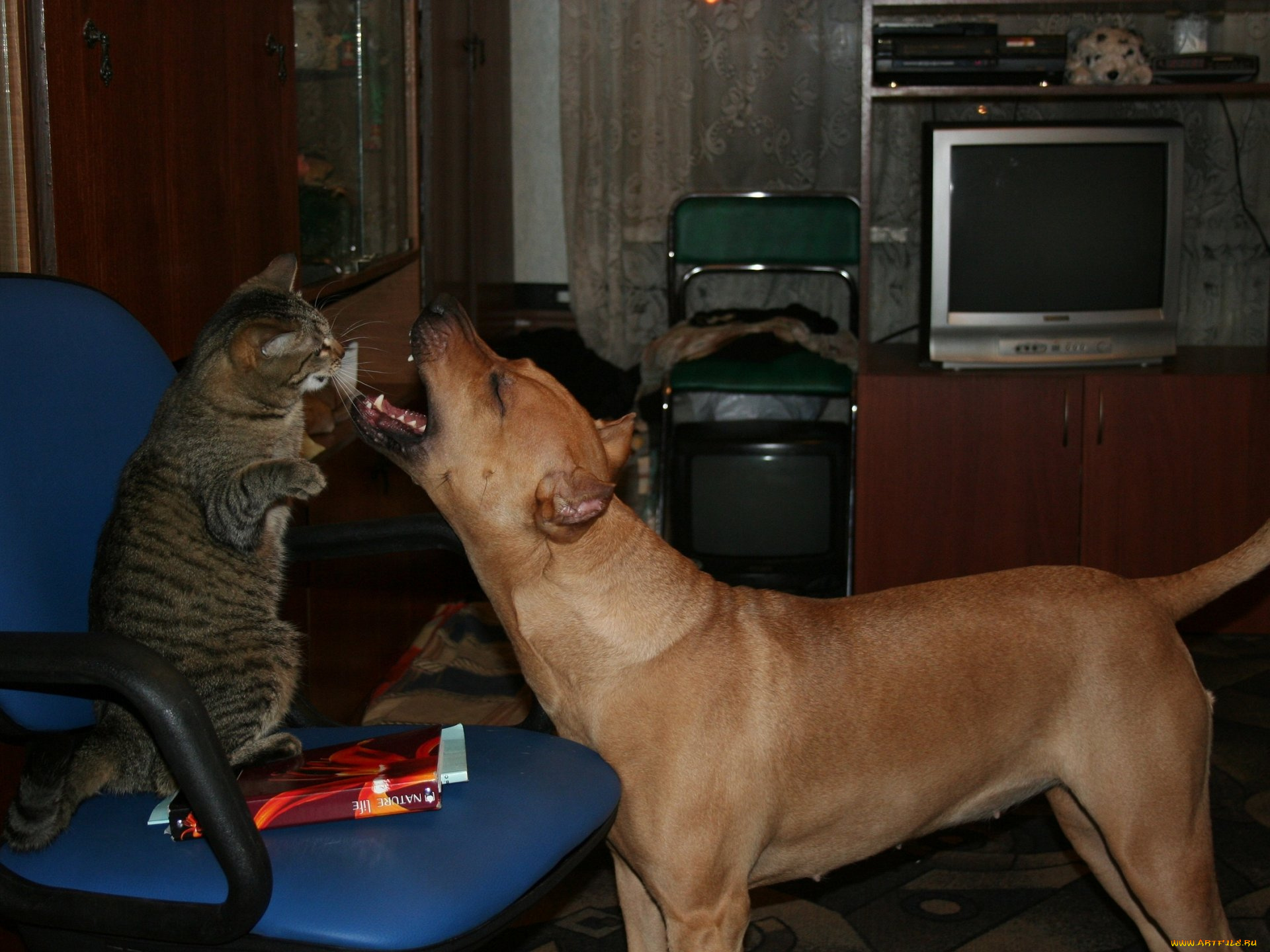 животные, разные, вместе