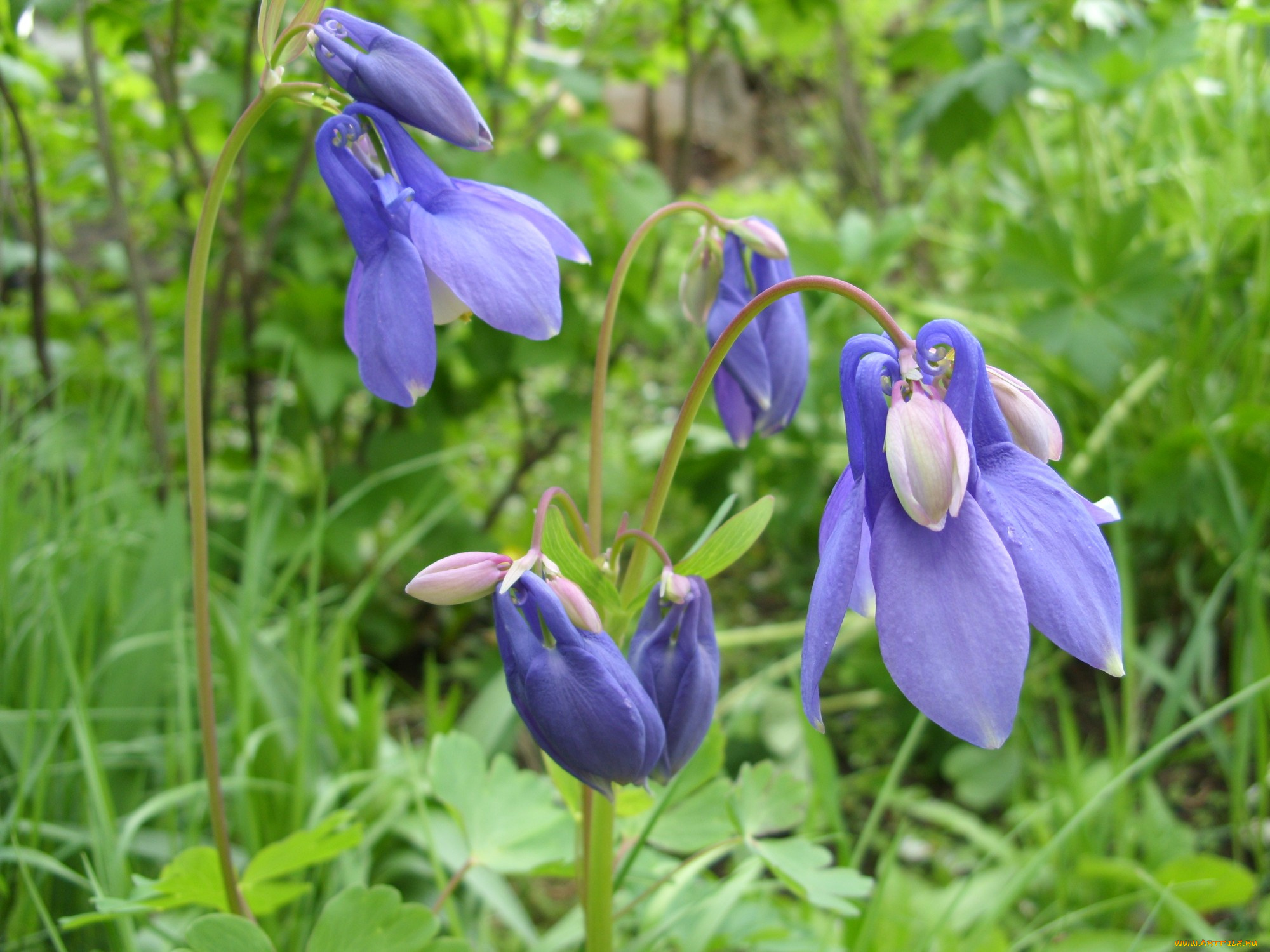 цветы, аквилегия, водосбор