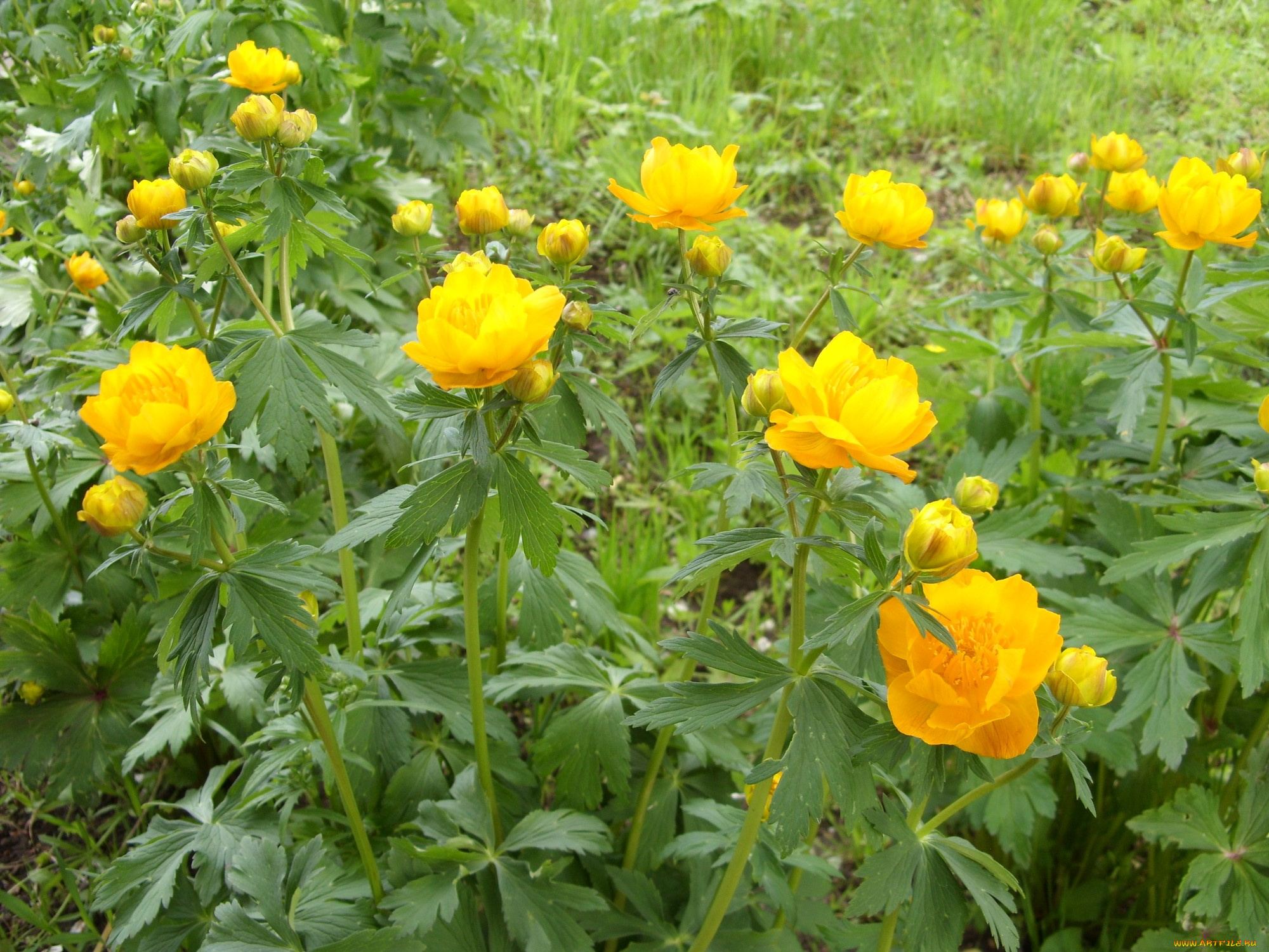 цветы, калужницы, лютики