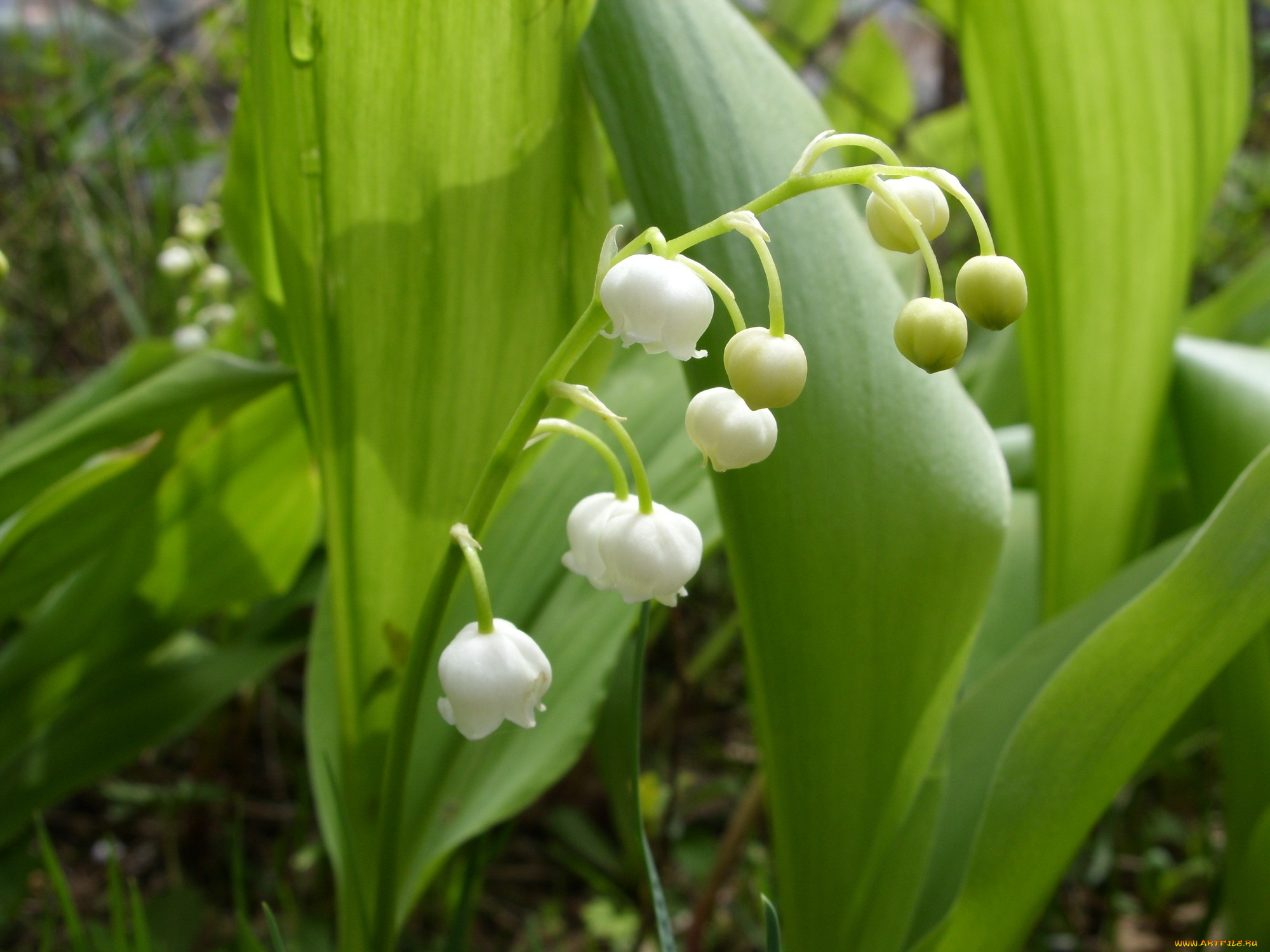 цветы, ландыши