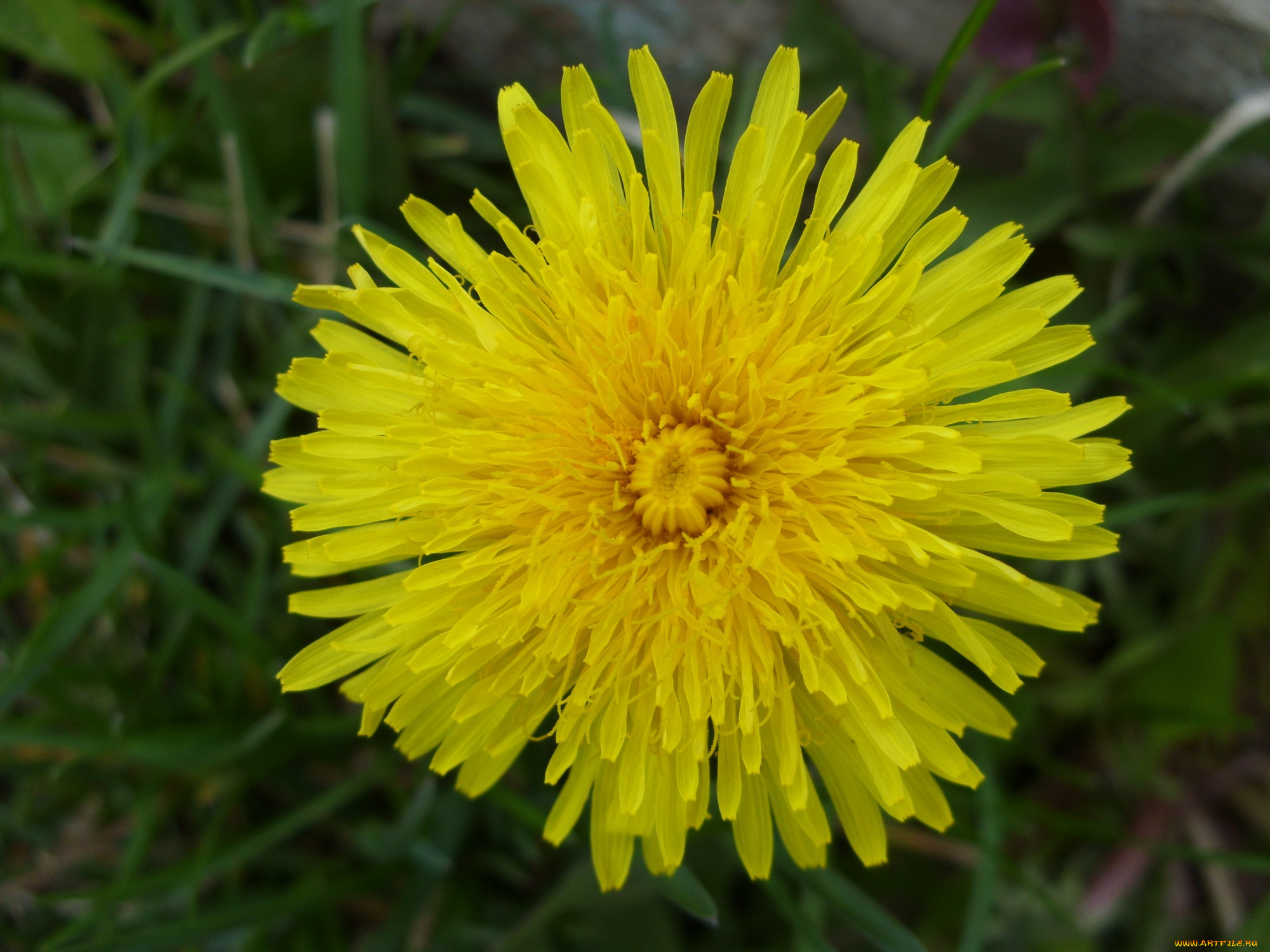 цветы, одуванчики