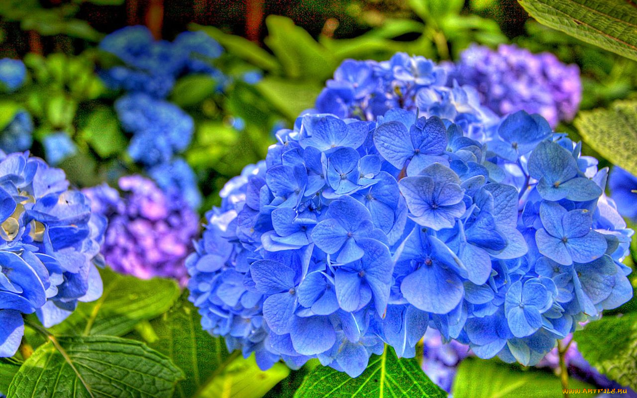 цветы, гортензия
