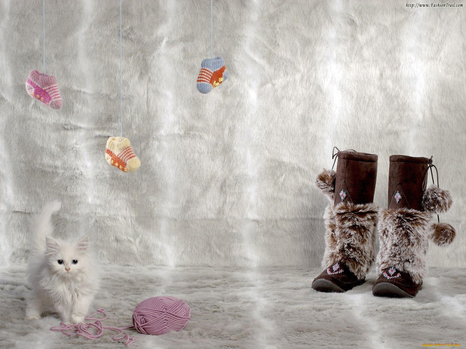 животные, коты