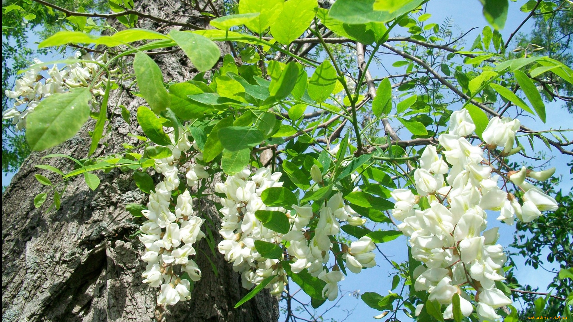 цветы, акация