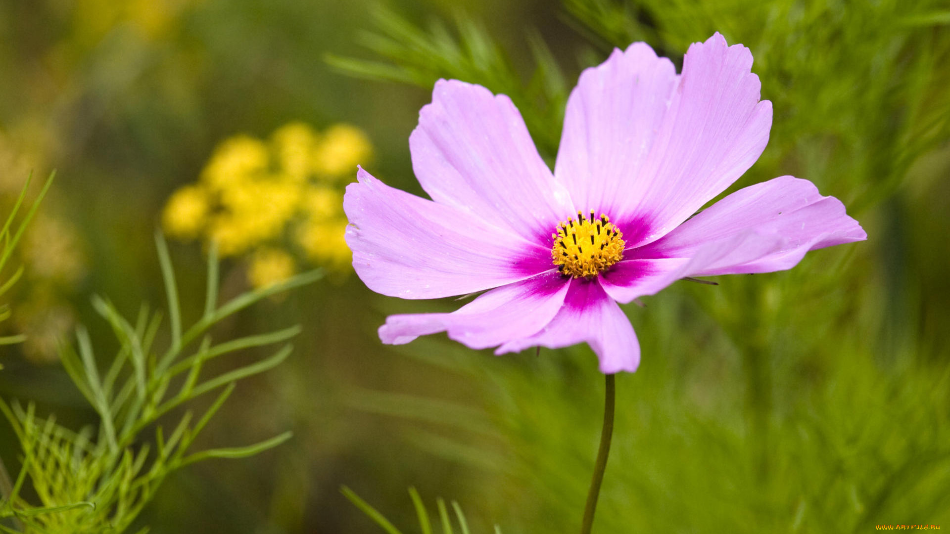 цветы, космея