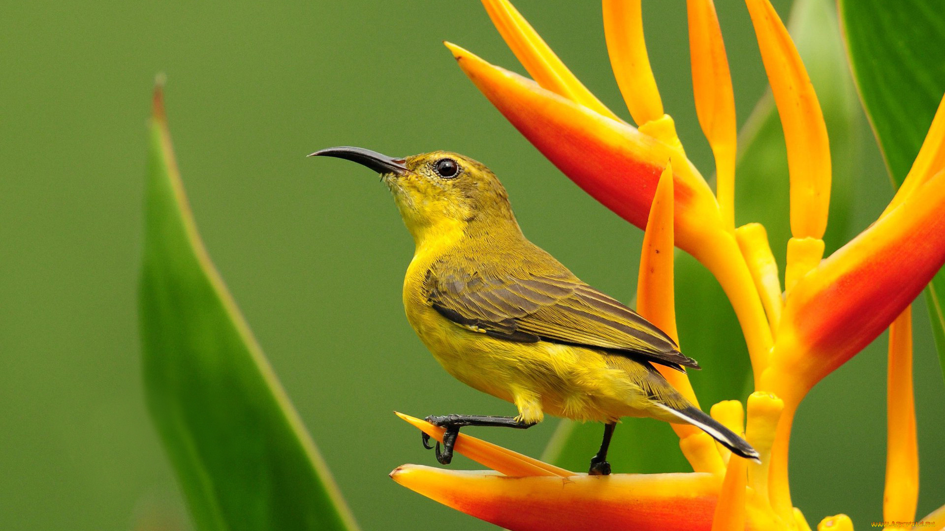 животные, птицы