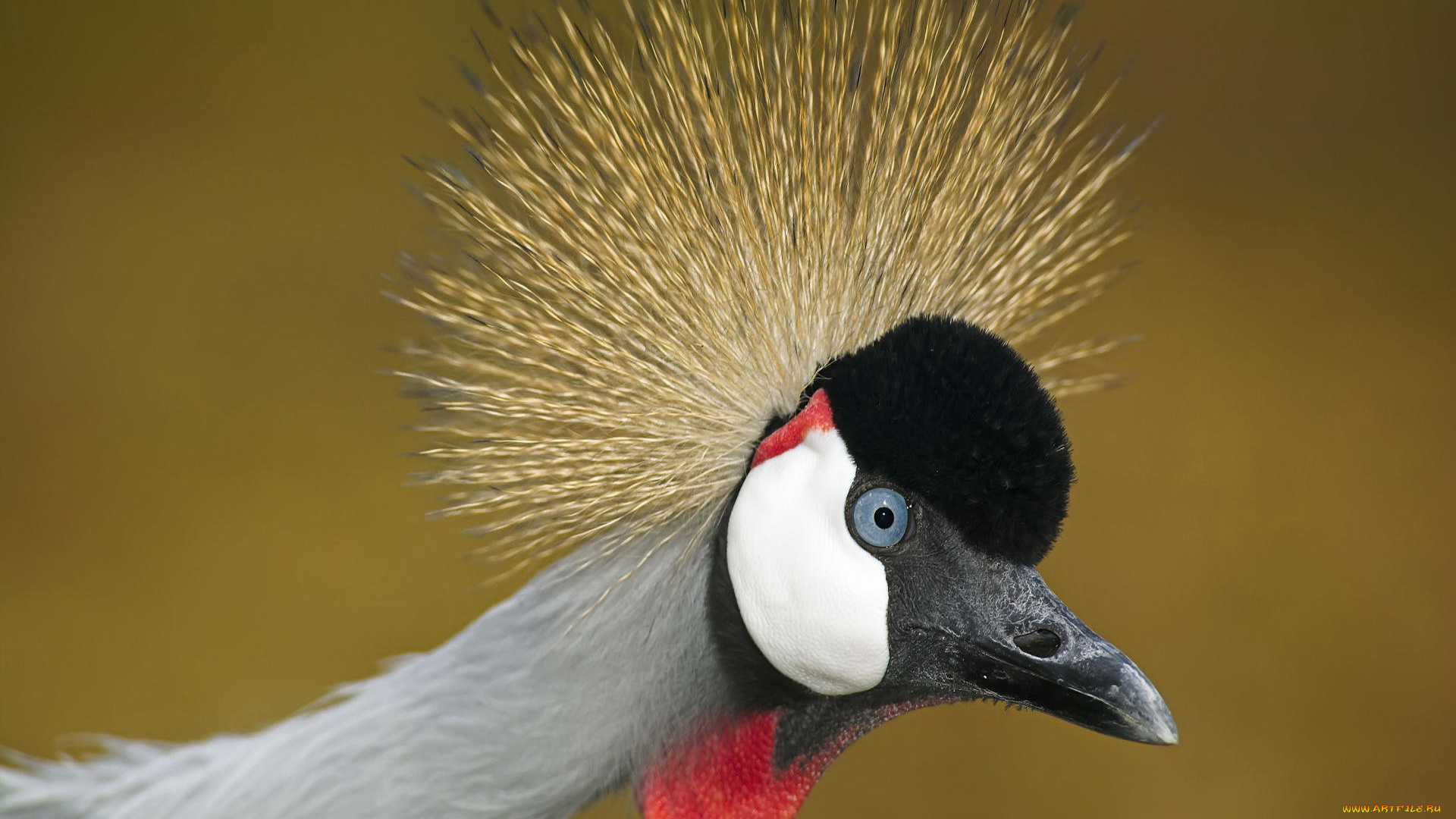 животные, журавли