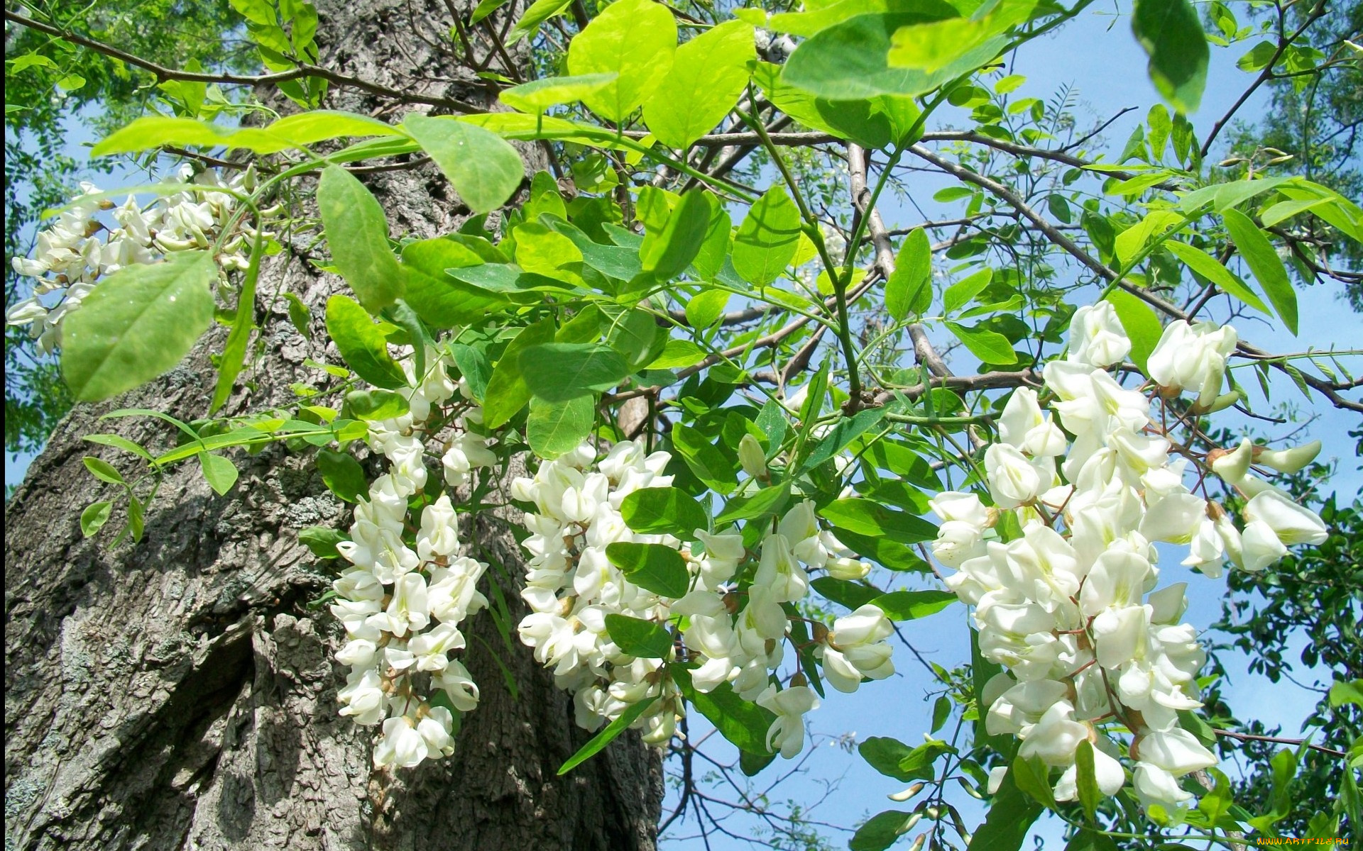 цветы, акация