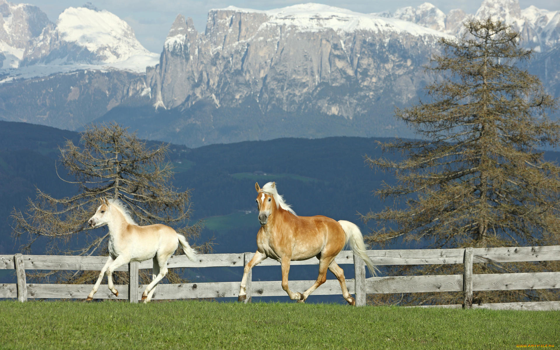 животные, лошади