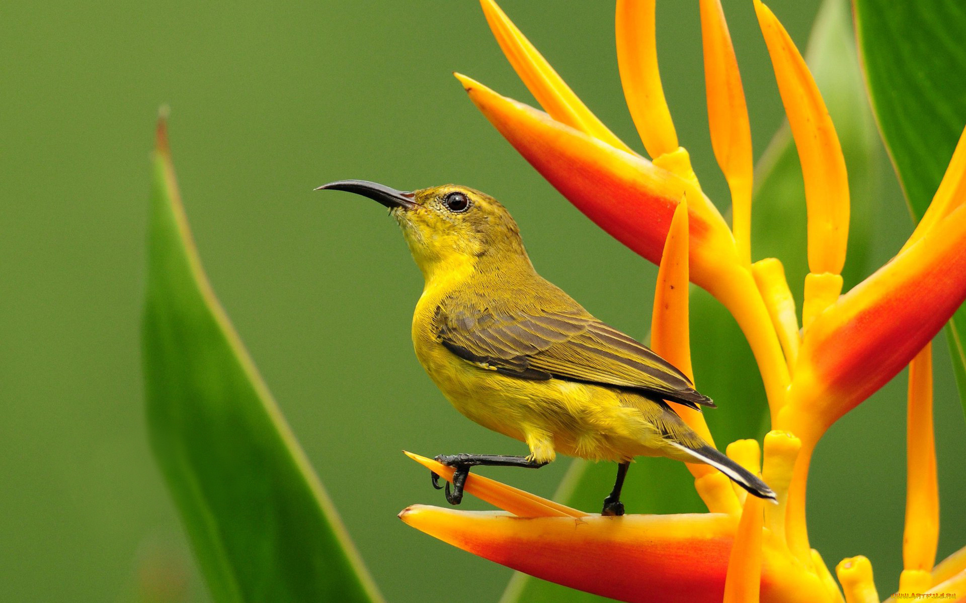 животные, птицы