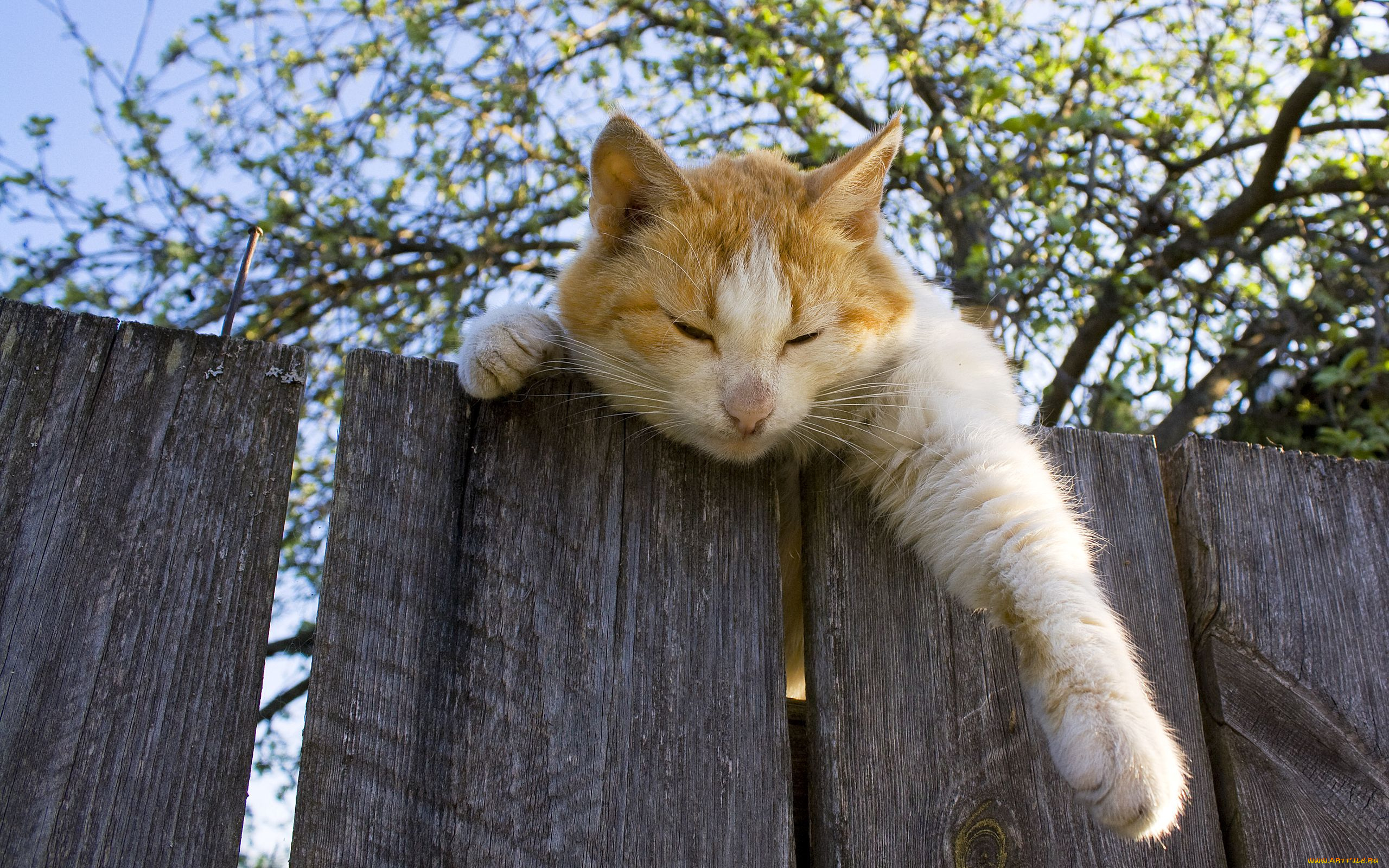 животные, коты