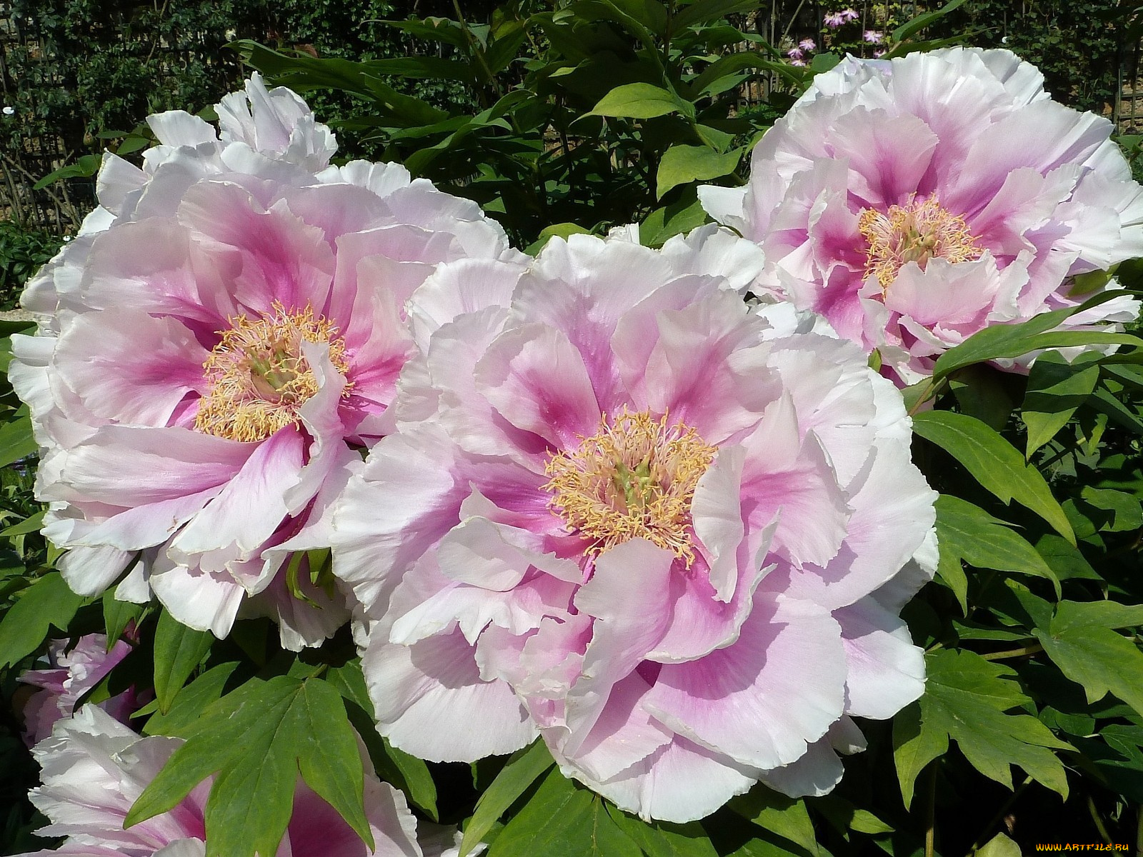 цветы, пионы