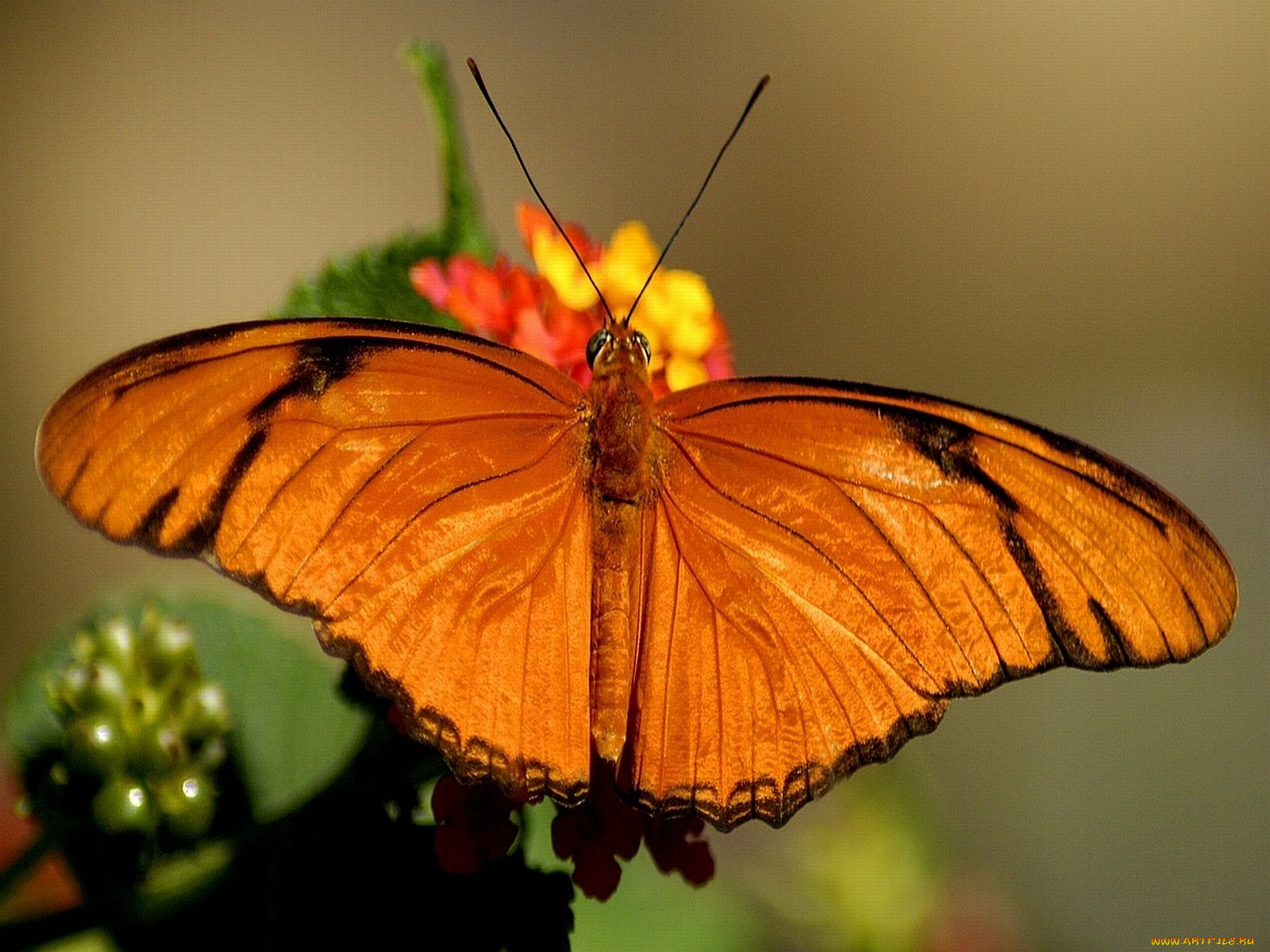 животные, бабочки
