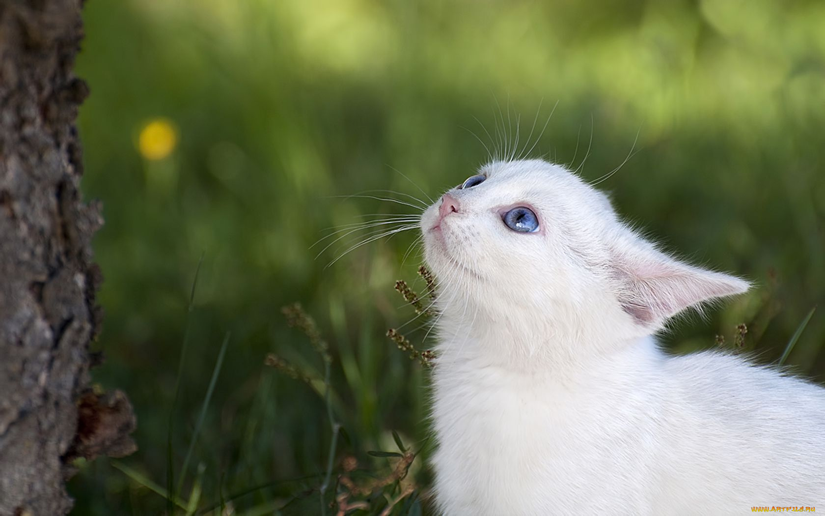 животные, коты