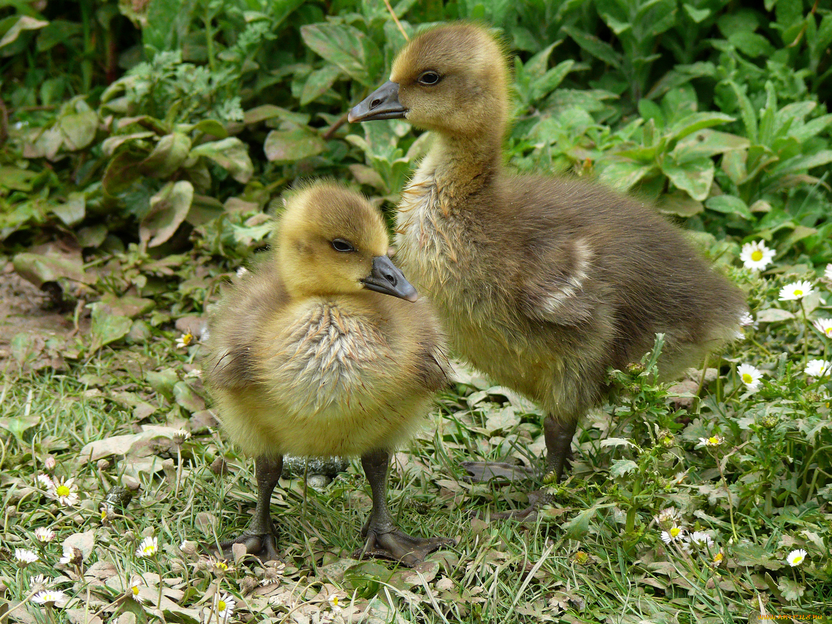 животные, лебеди