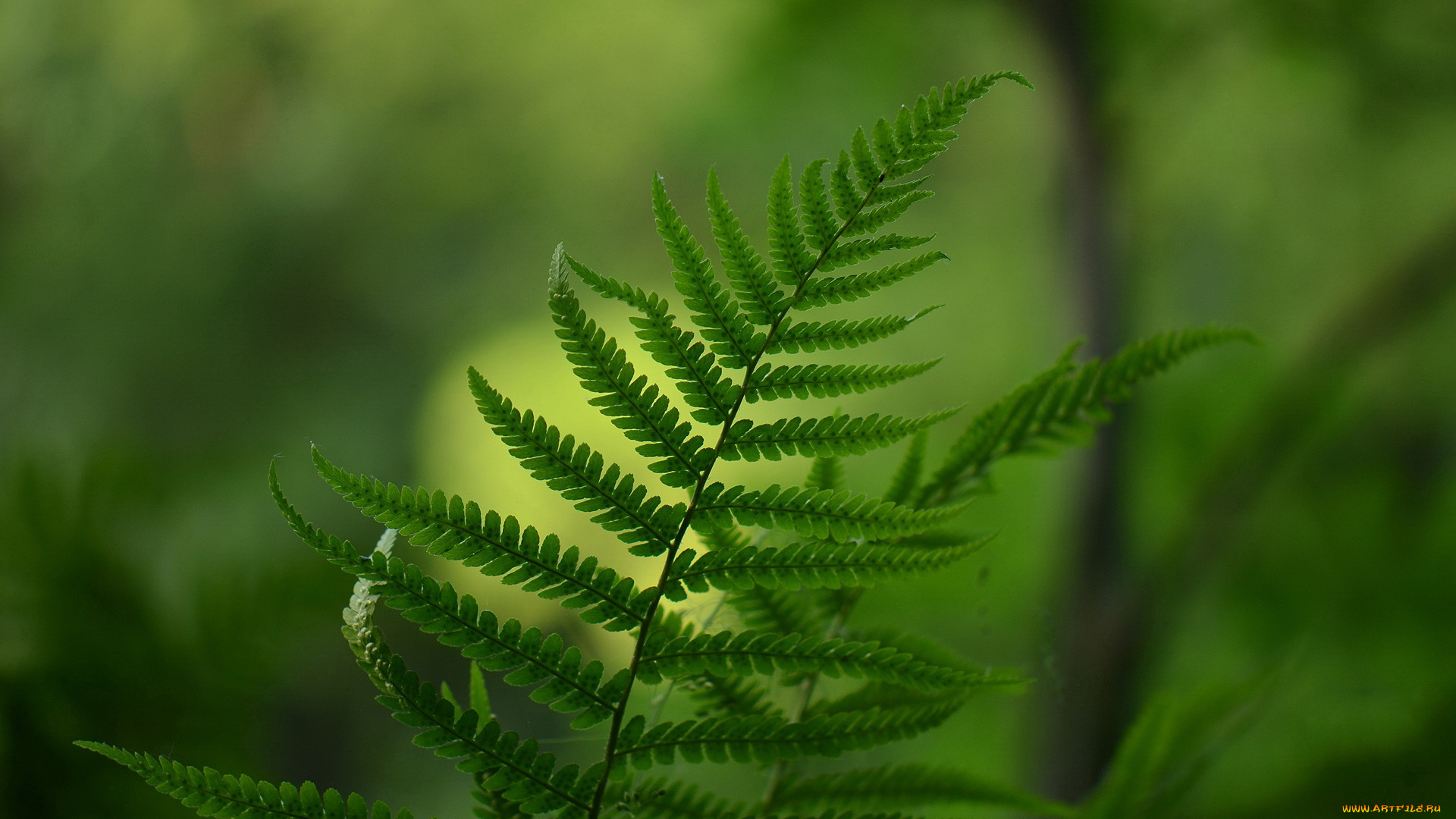 природа, листья