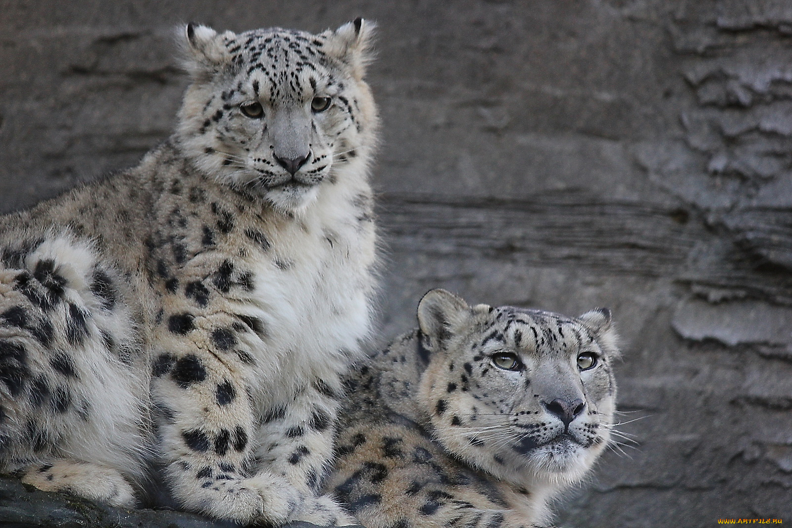 животные, снежный, барс, ирбис, пара
