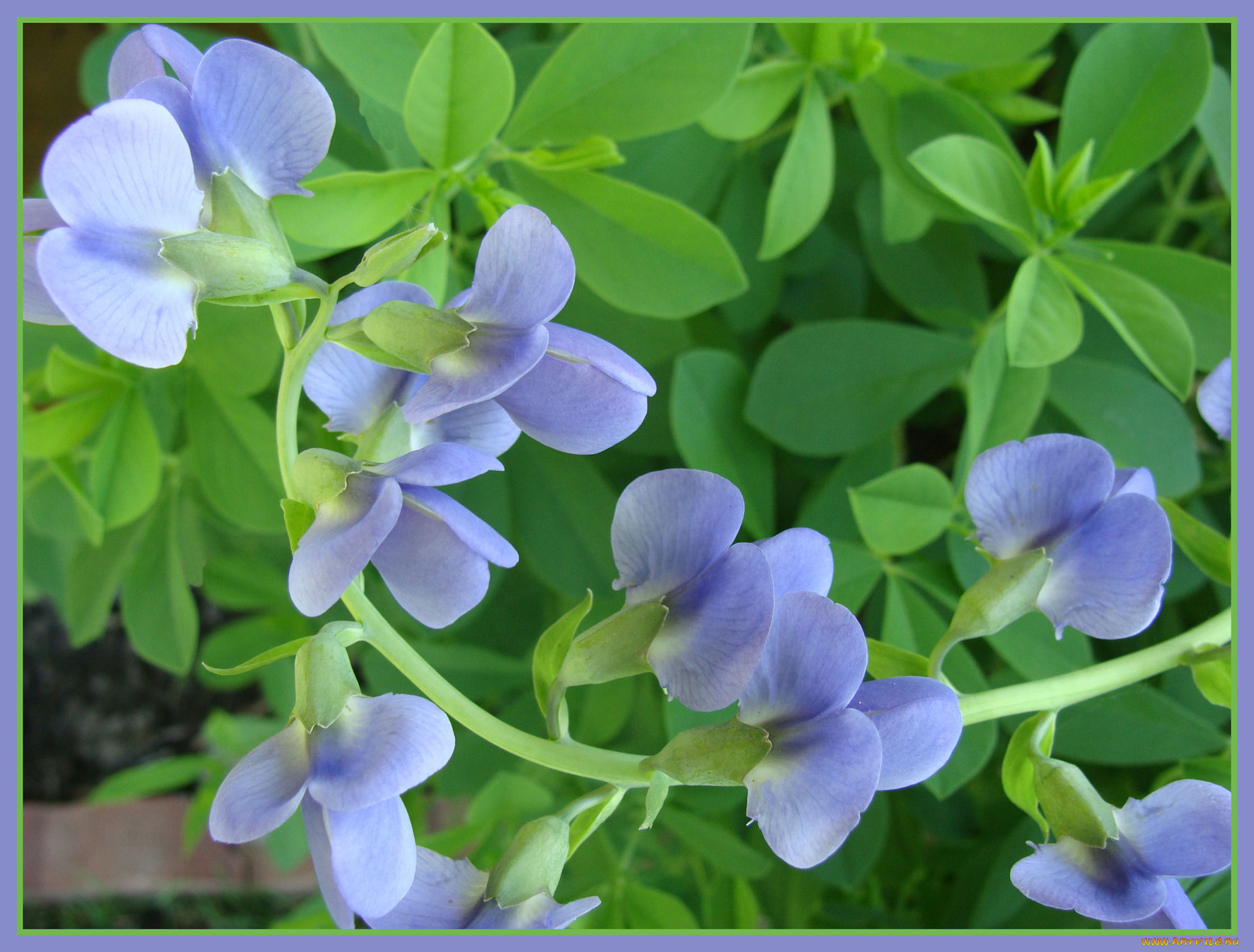 цветы, душистый, горошек, листья, лето