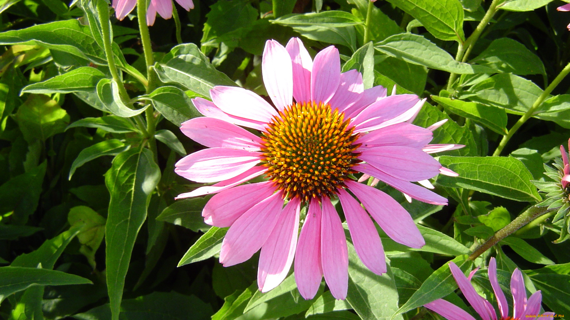 цветы, эхинацея, бутоны, листья