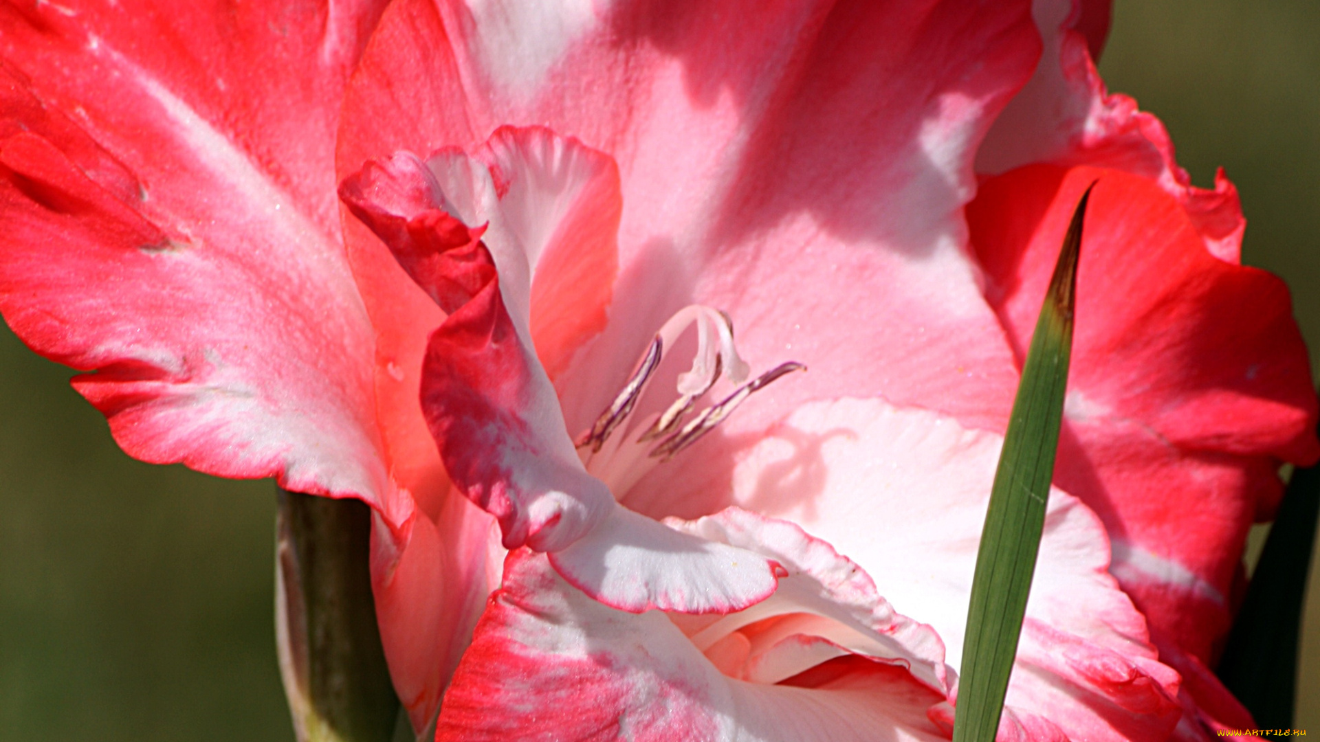 цветы, гладиолусы