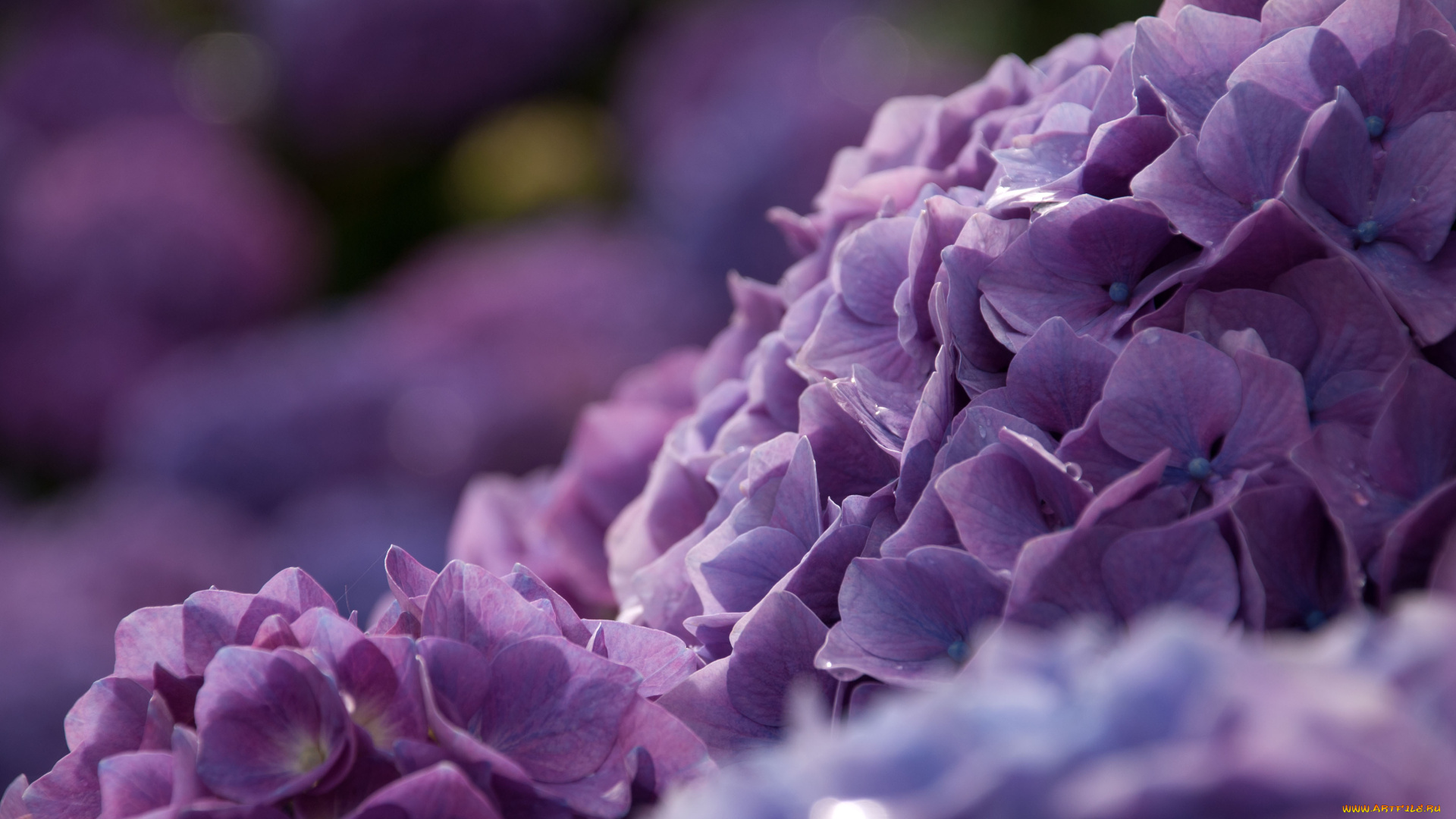 цветы, гортензия, макро