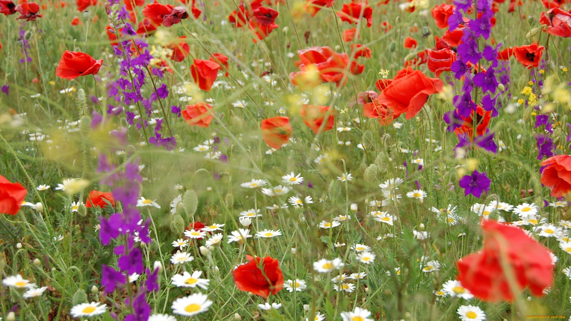 цветы, луговые, полевые, луг, маки, ромашки