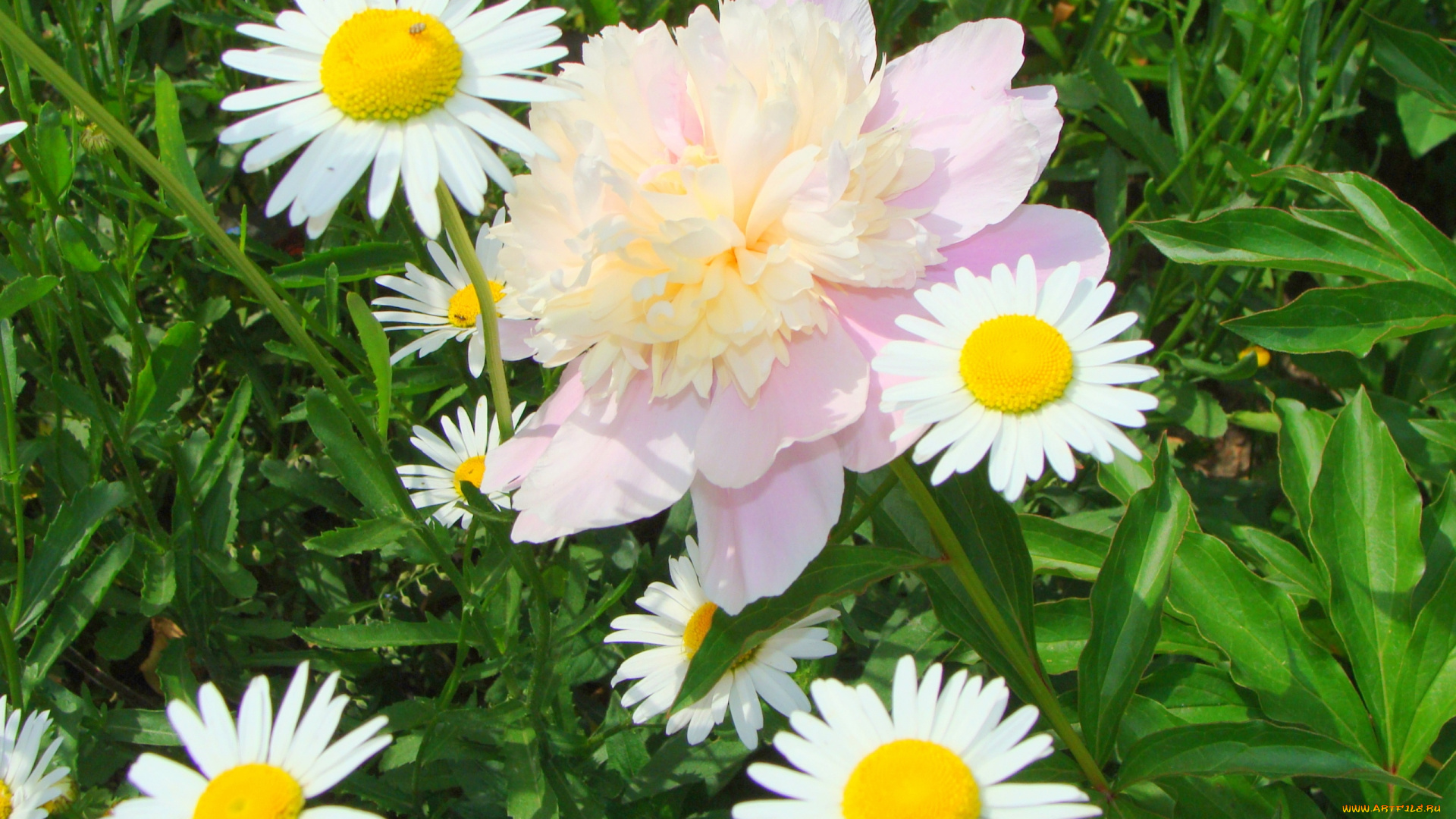 цветы, разные, вместе, весна, ромашки, пион