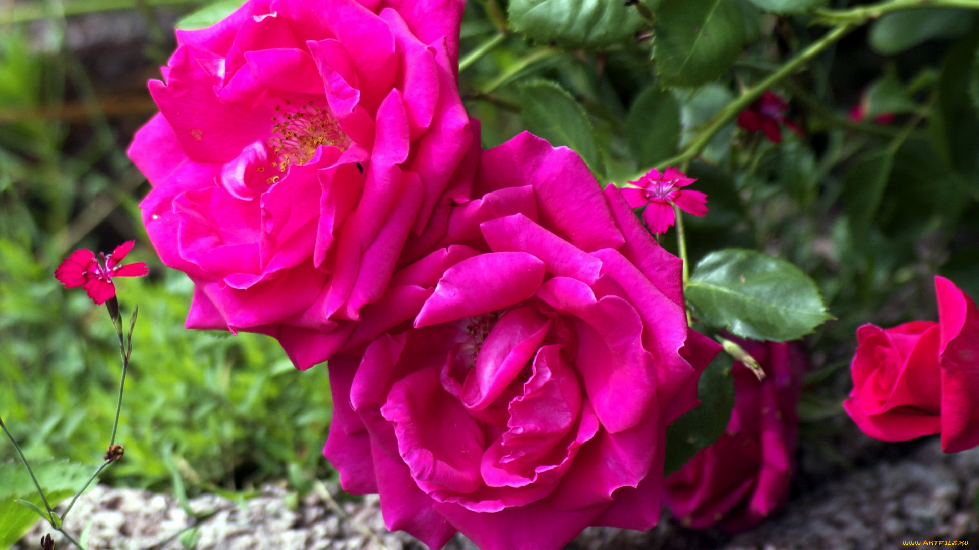 цветы, розы