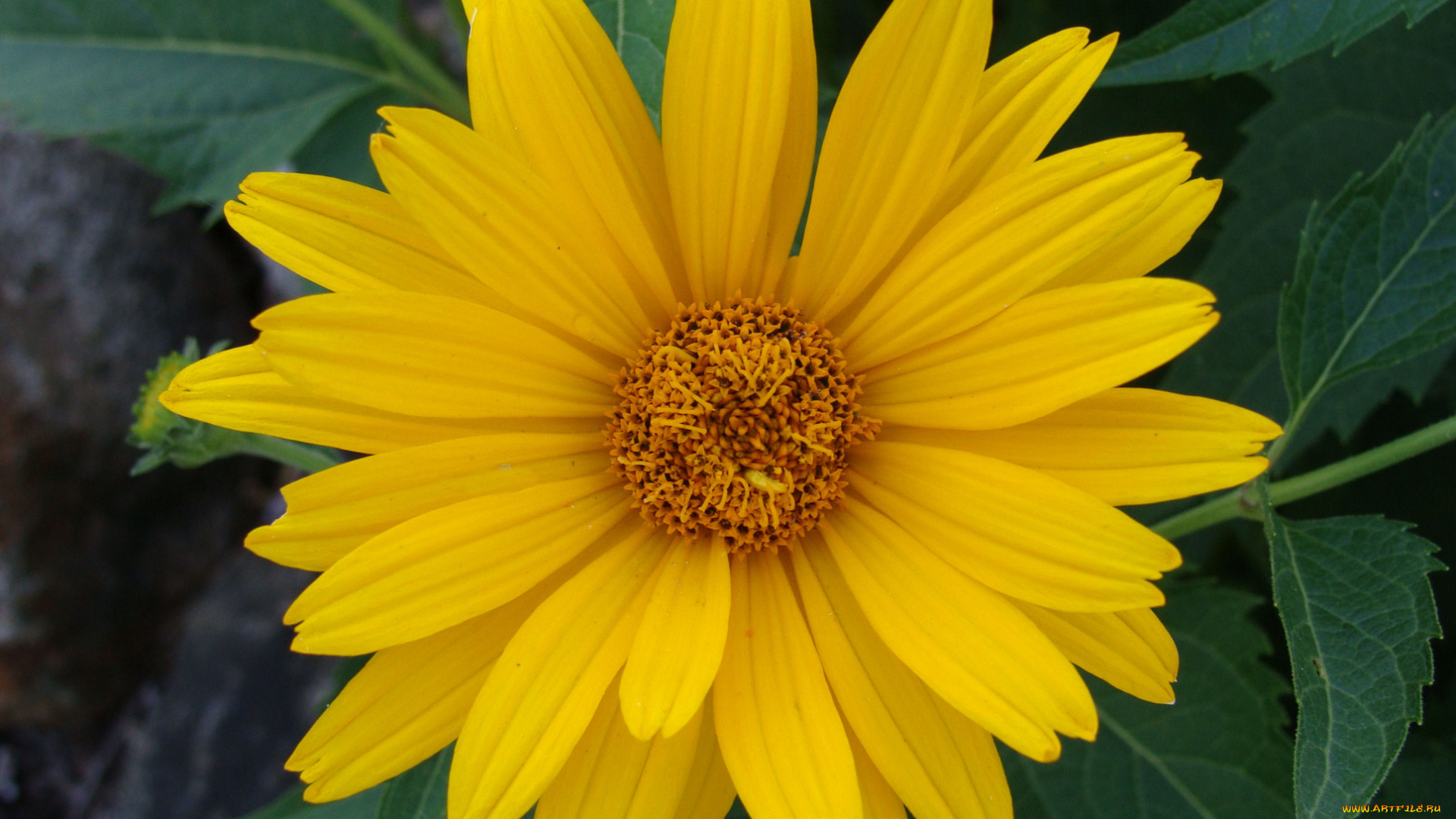 цветы, рудбекия, желтый