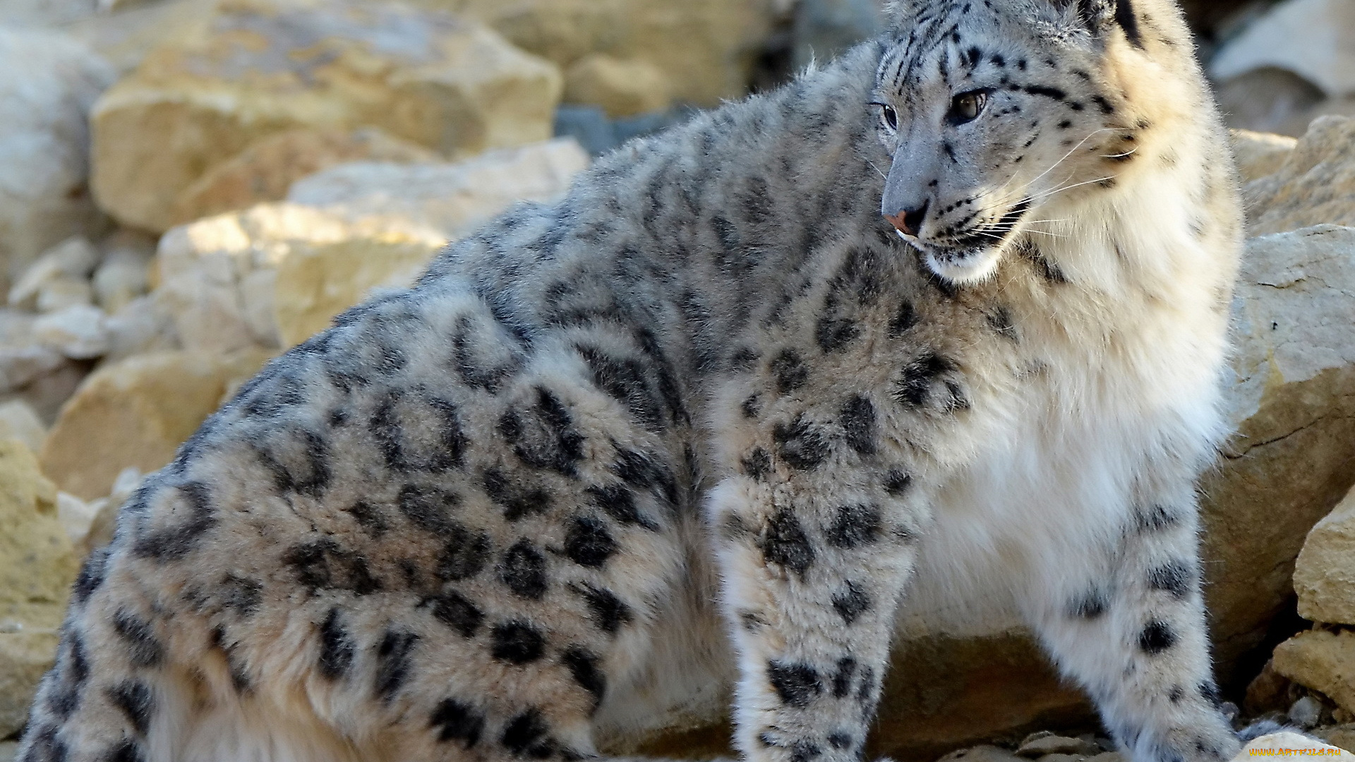 снежный, барс, животные, ирбис, камни, смотрит