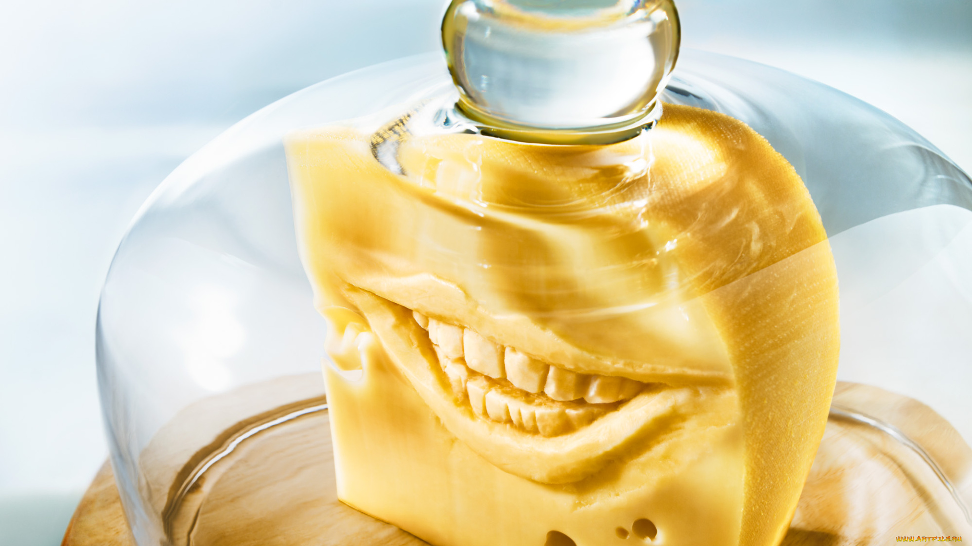 юмор, приколы, сыр