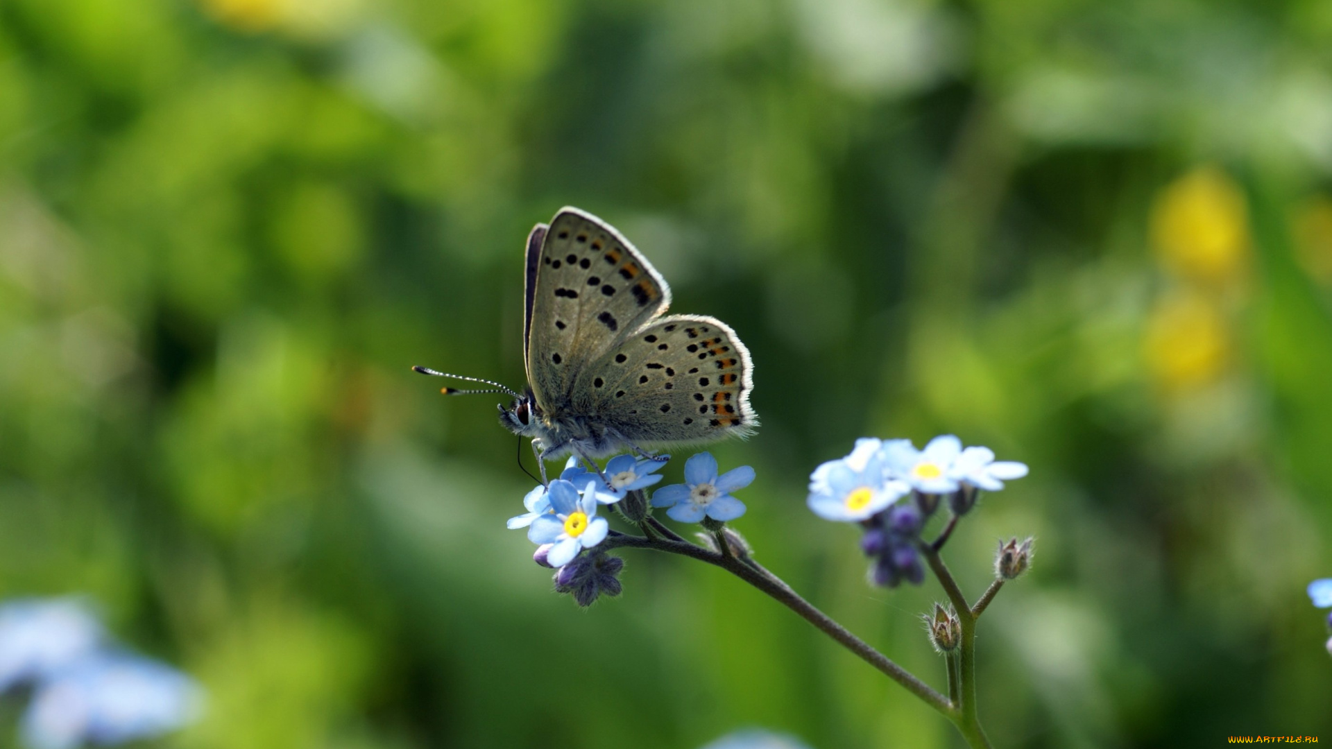животные, бабочки, макро, на, цветке, голубянка, бабочка