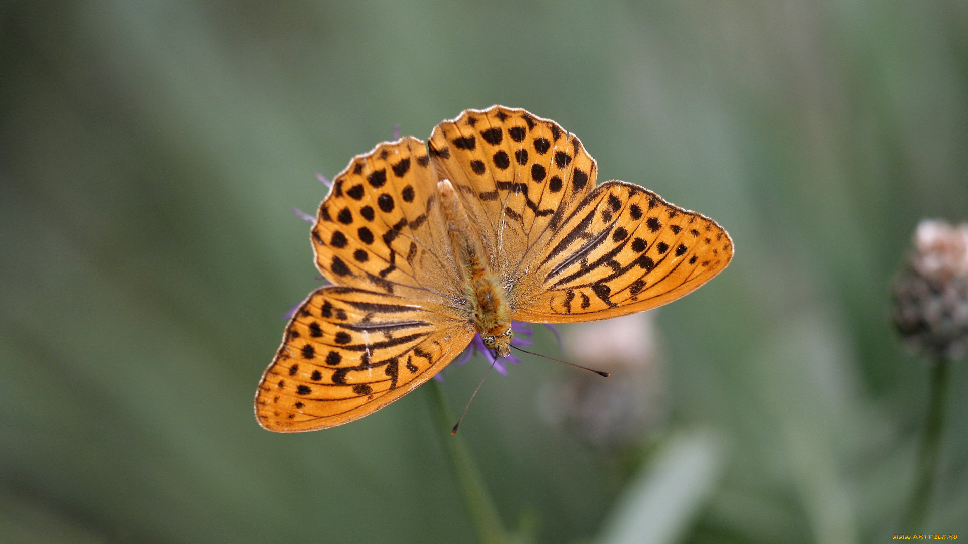 животные, бабочки, перламкутровка, бабочка