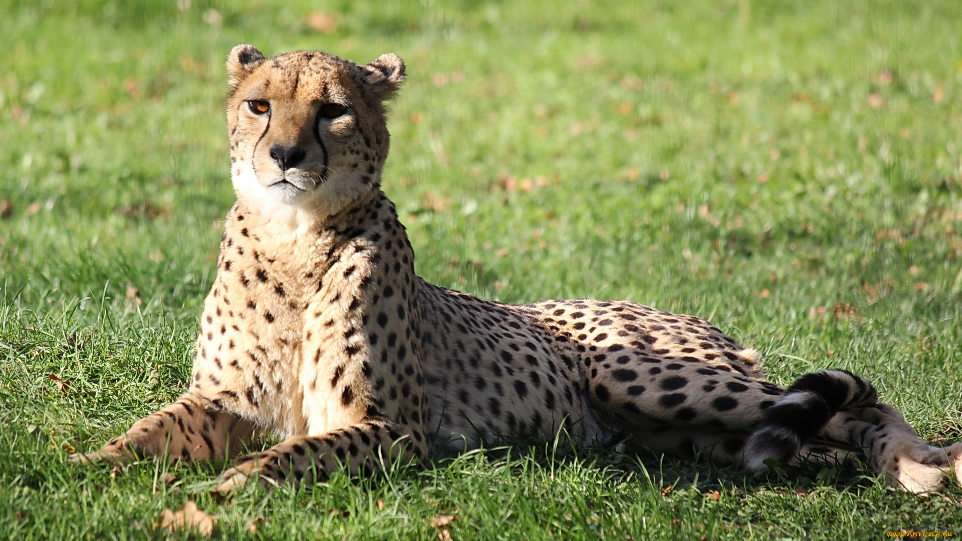 животные, гепарды, гепард, лежит, смотрит, на, траве