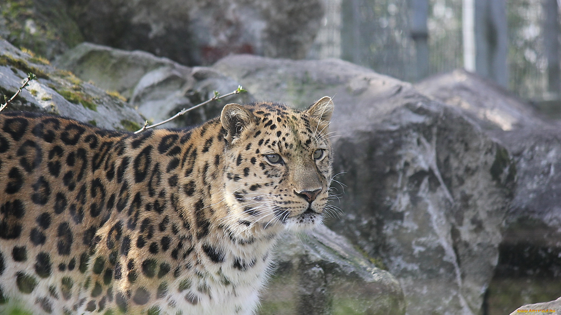 животные, леопарды, леопард, морда, прфиль