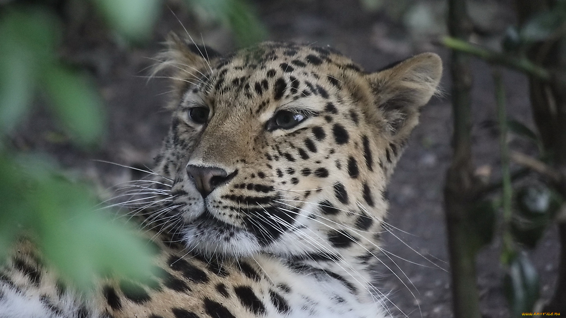 животные, леопарды, морда, отдых, оглядывается, леопард