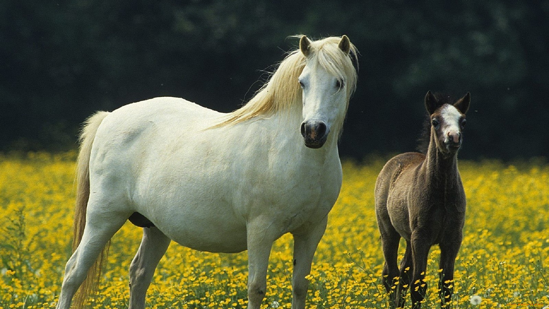 животные, лошади, валлийский, пони, кобыла, и, жеребенок