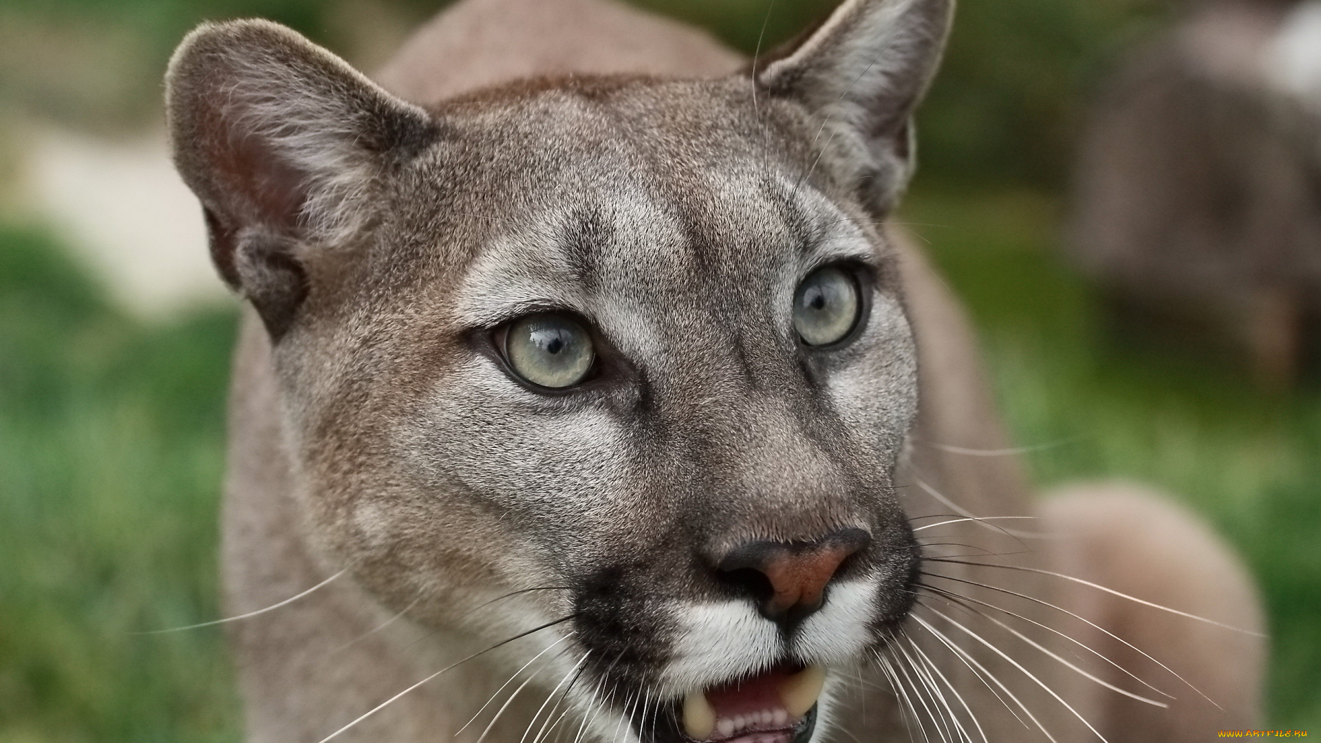животные, пумы, кугуар, пума, горный, лев, морда