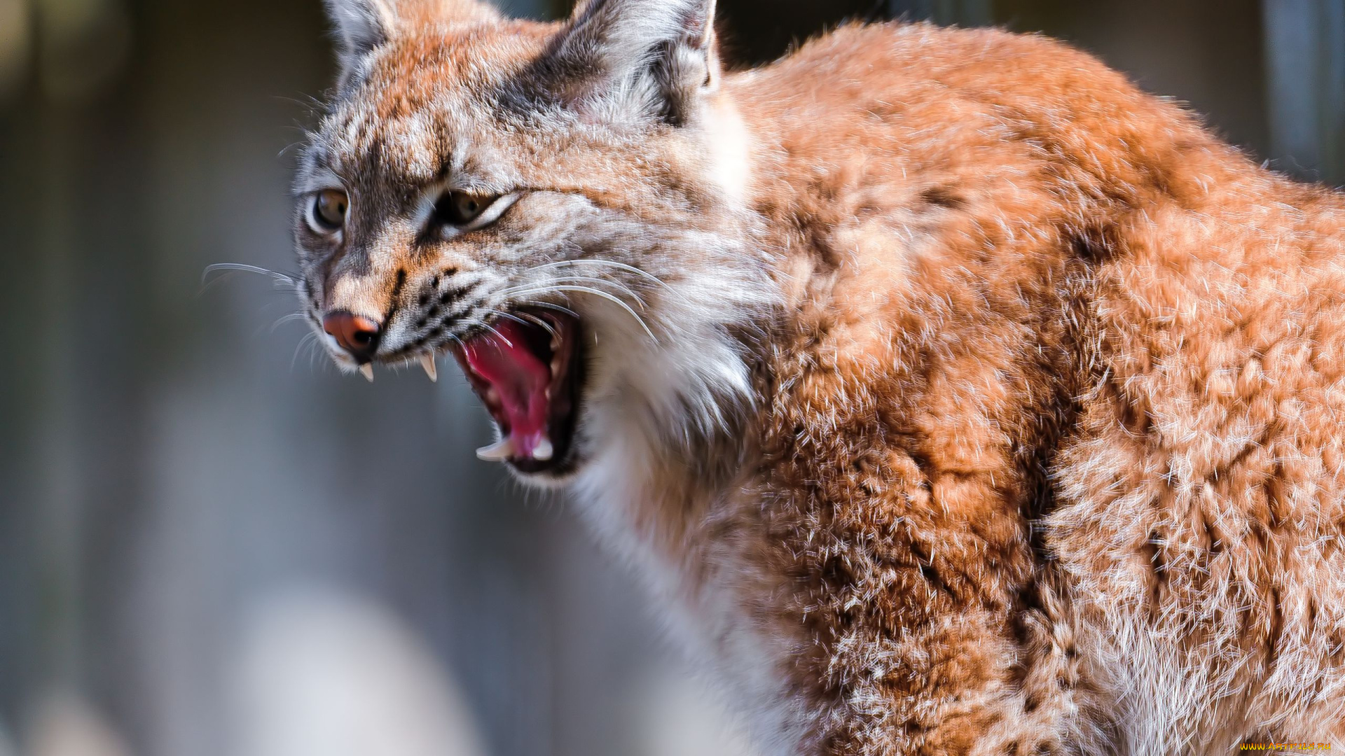 животные, рыси, хищник, кошка