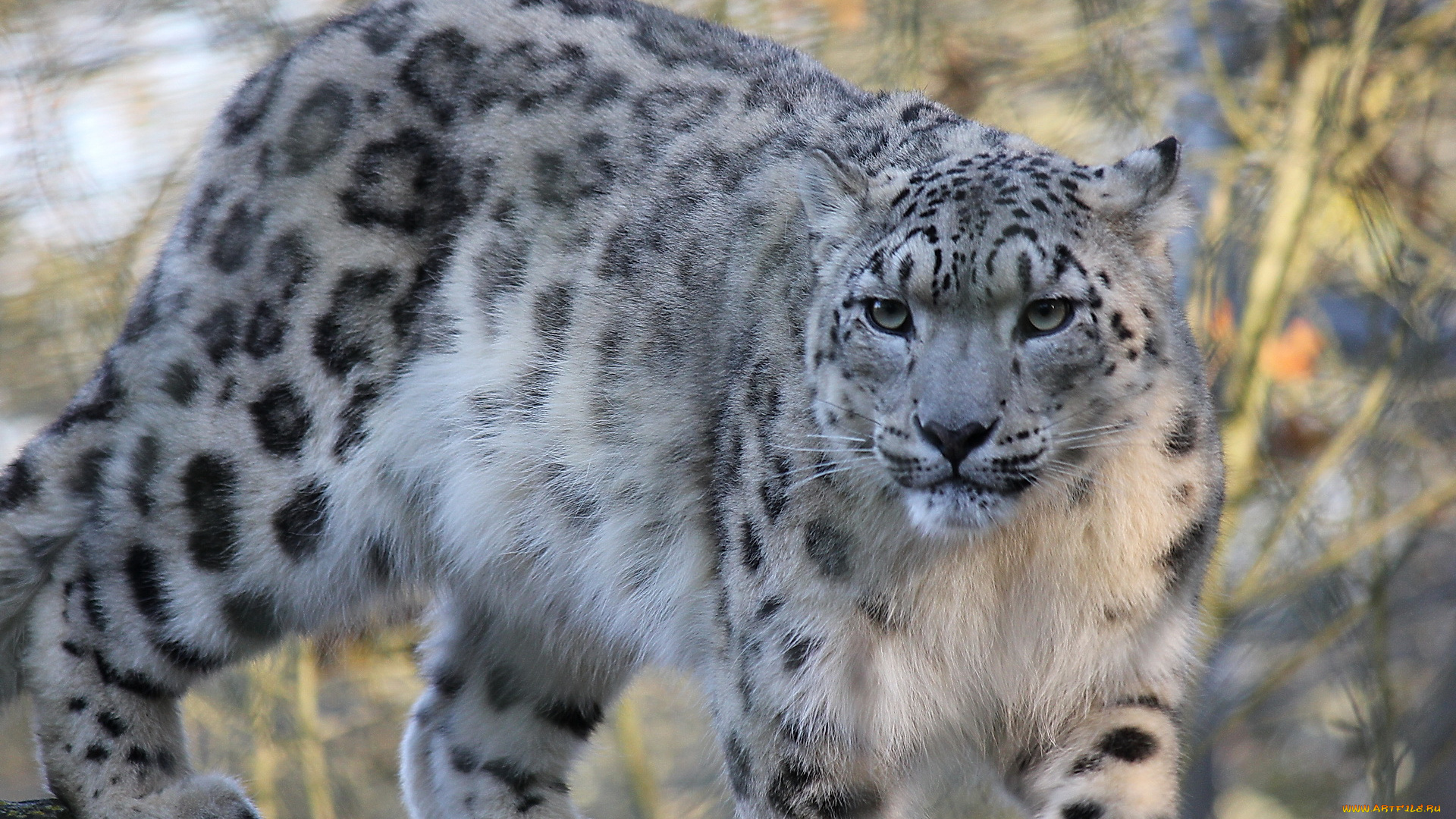 животные, снежный, барс, ирбис