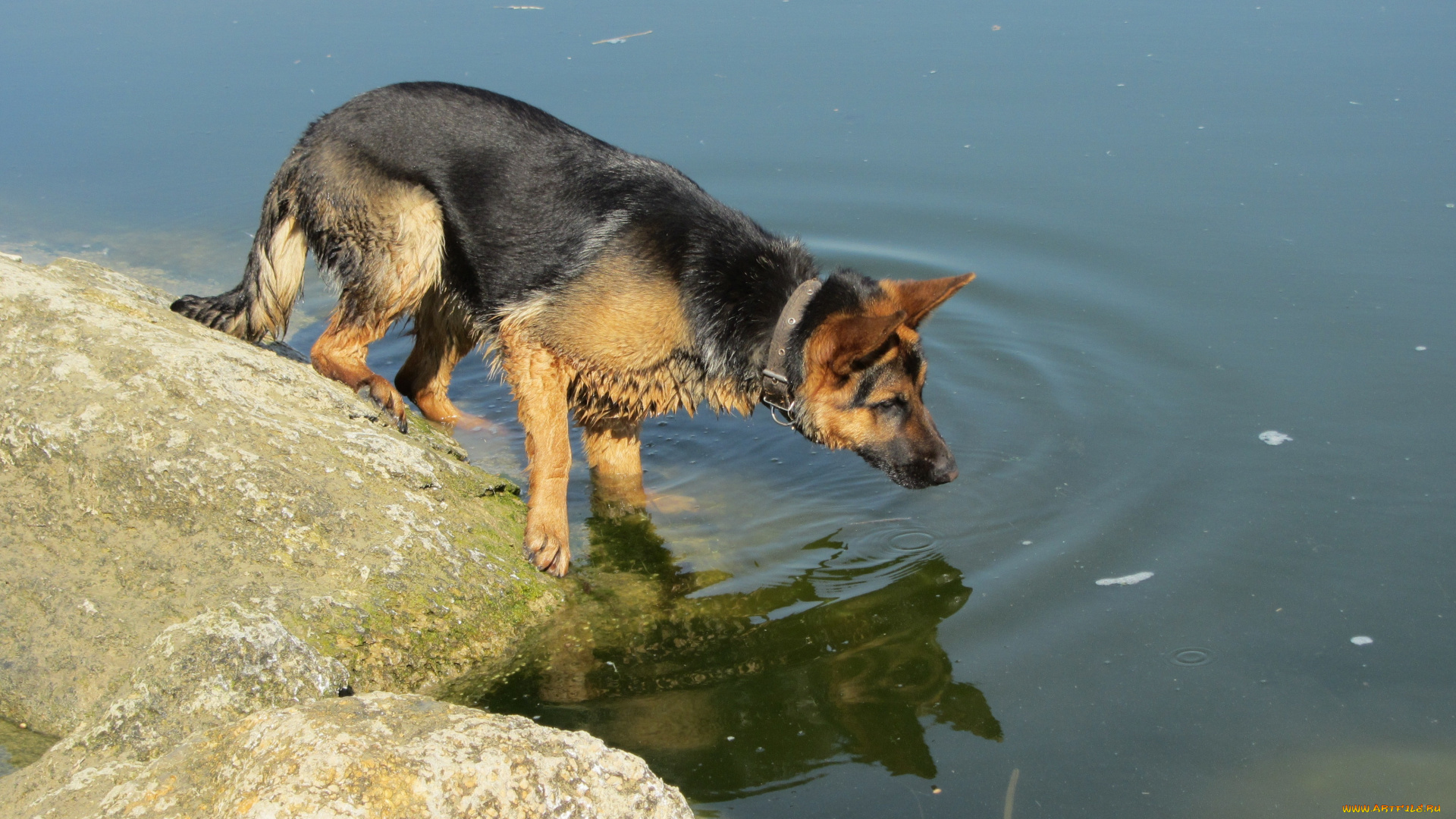 животные, собаки, немецкая, овчарка