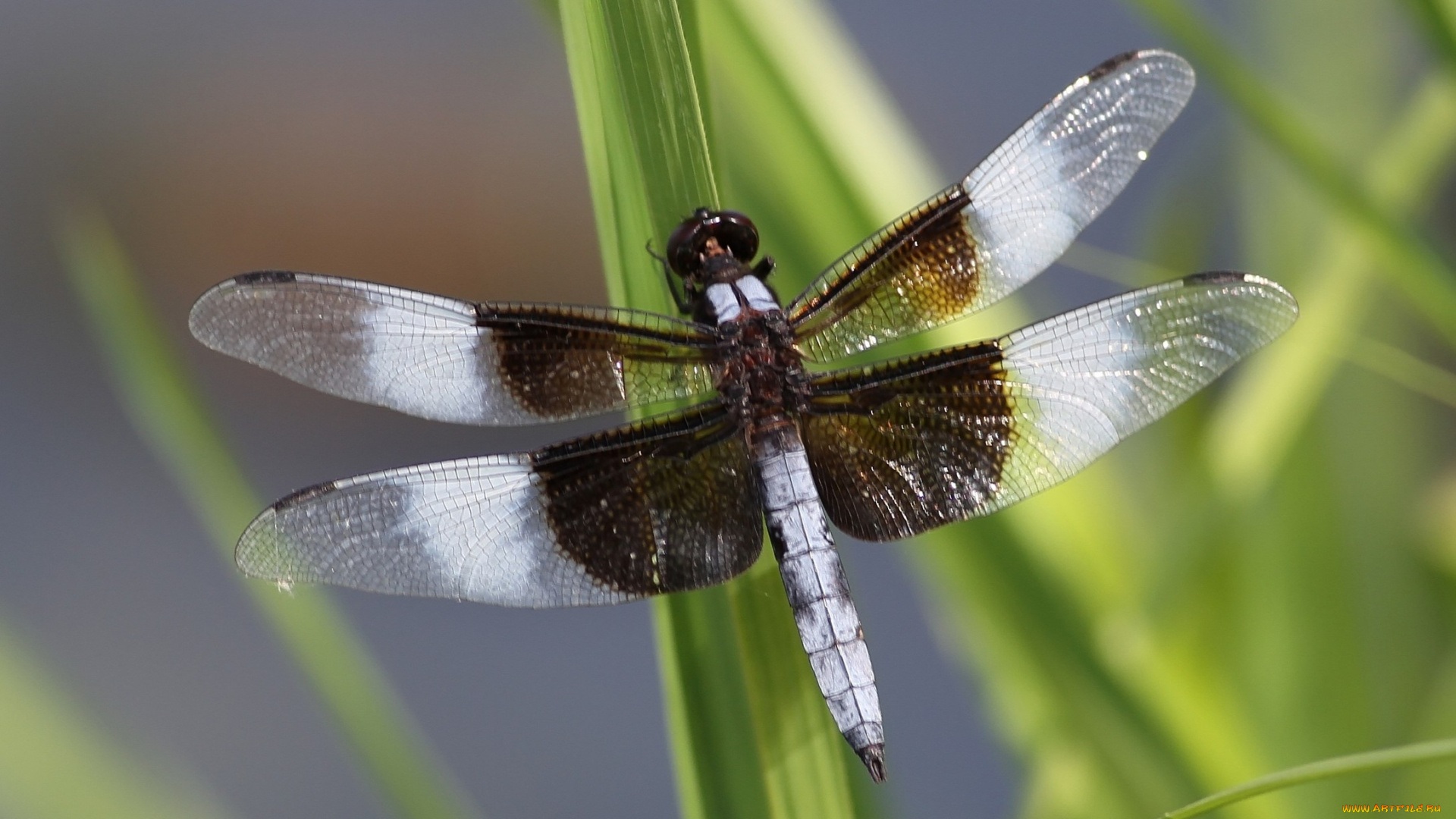 животные, стрекозы, стебель, стрекоза