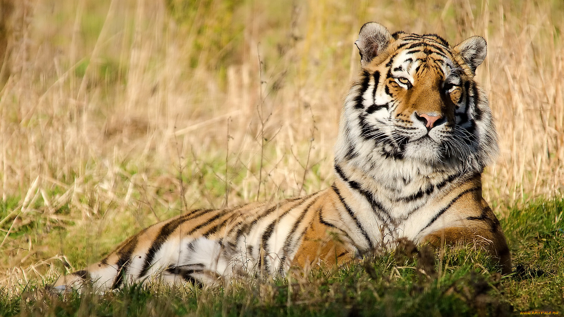 животные, тигры, полосатая, кошка, лежит, на, траве, тигр