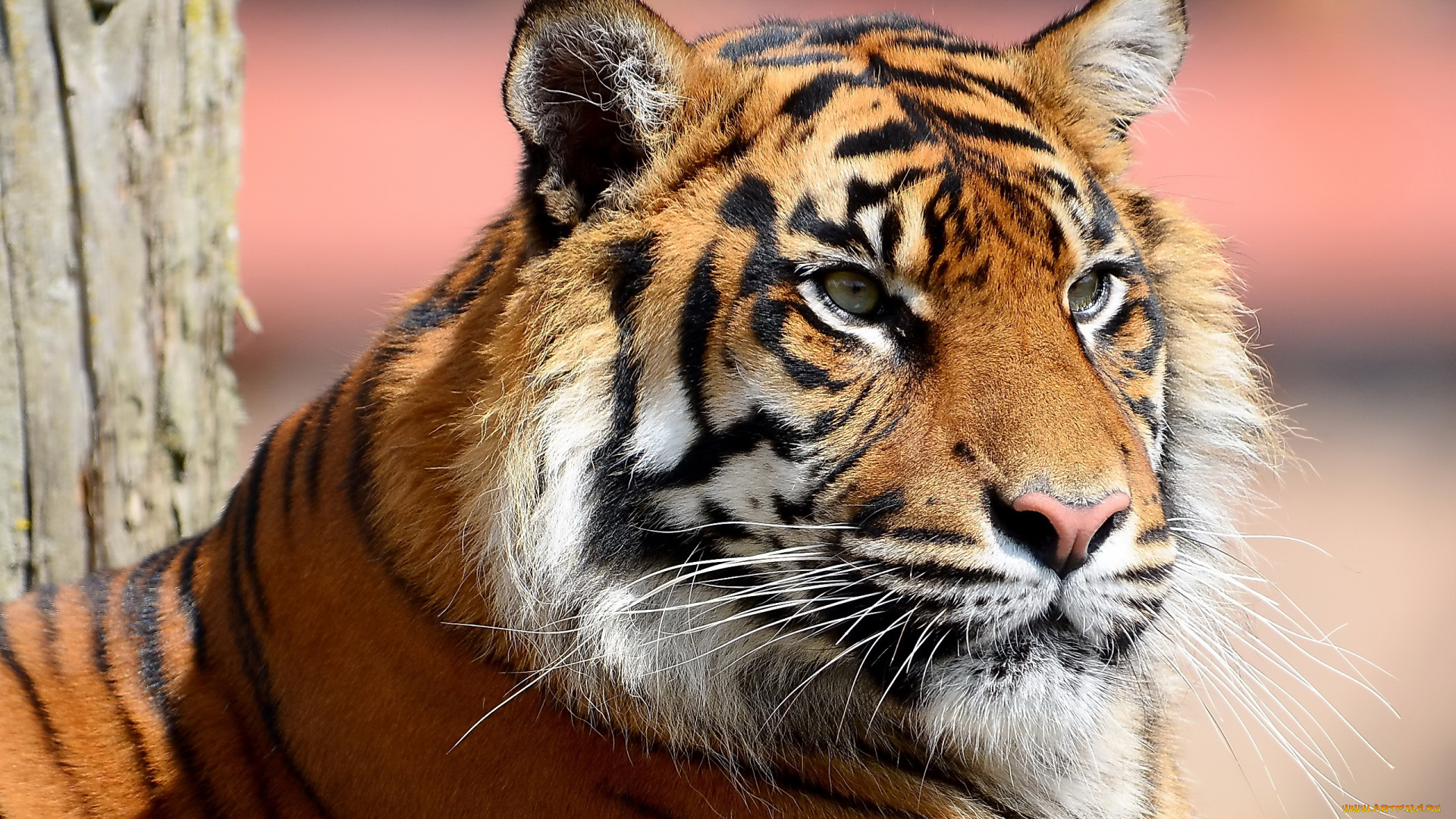 животные, тигры, тигр, морда, усы