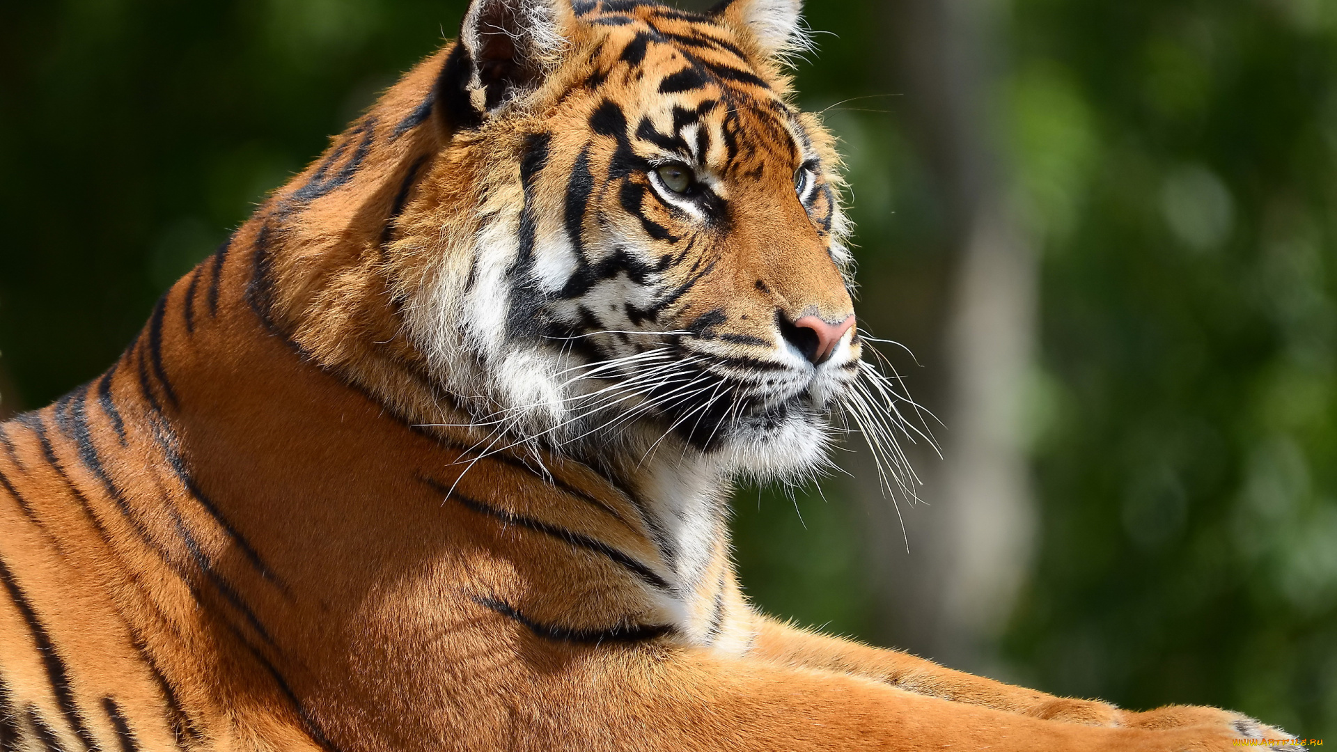 животные, тигры, тигр, взгляд, хищник