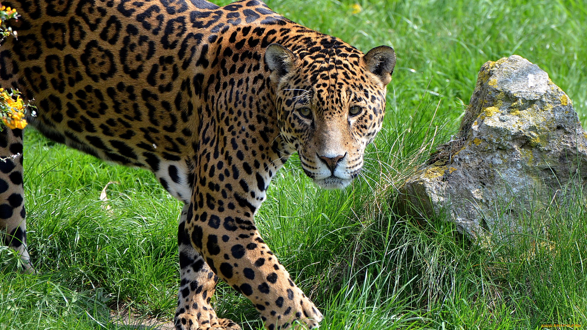 животные, Ягуары, морда, серьёзный, взгляд, лапы, ягуар