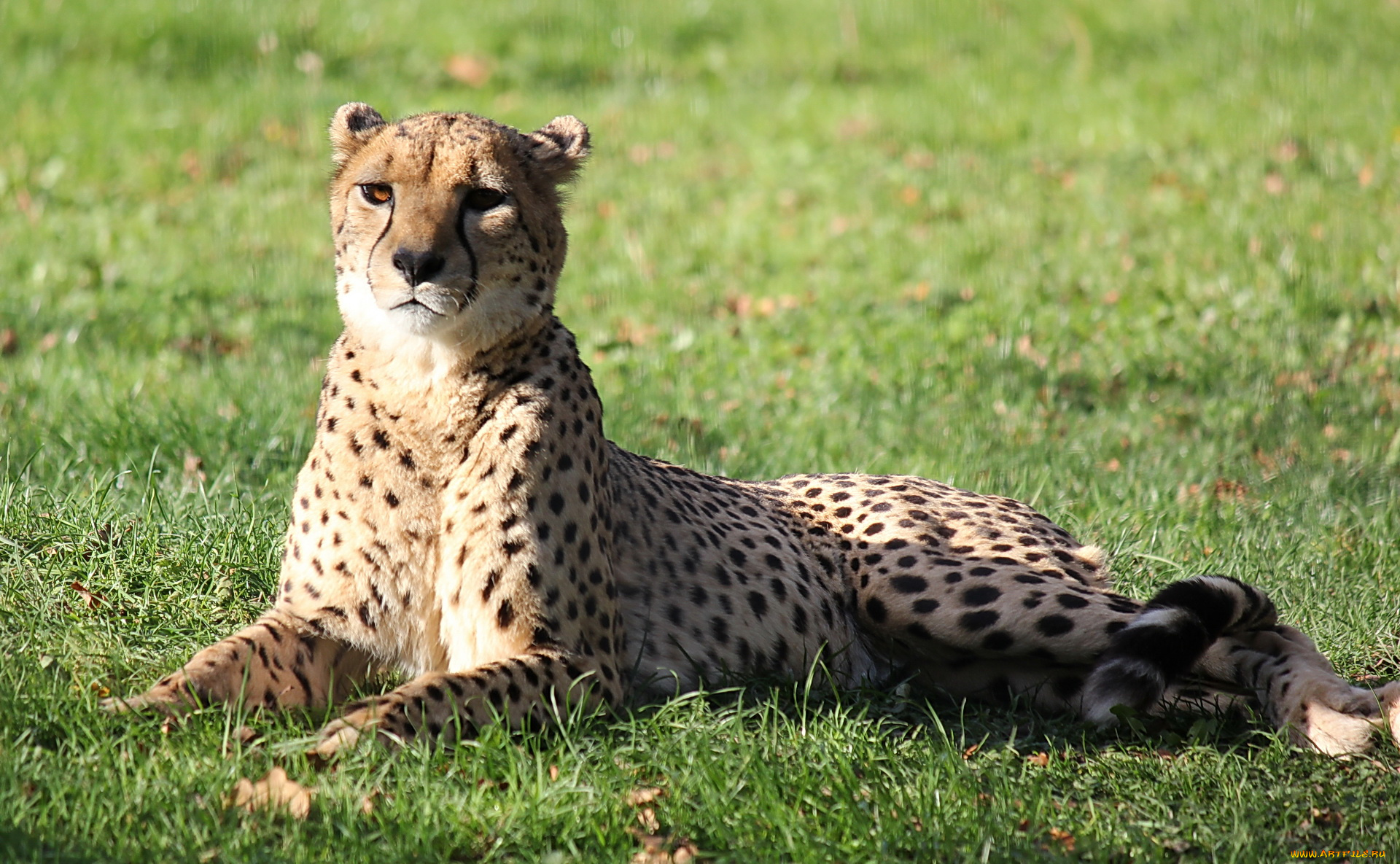 животные, гепарды, гепард, лежит, смотрит, на, траве